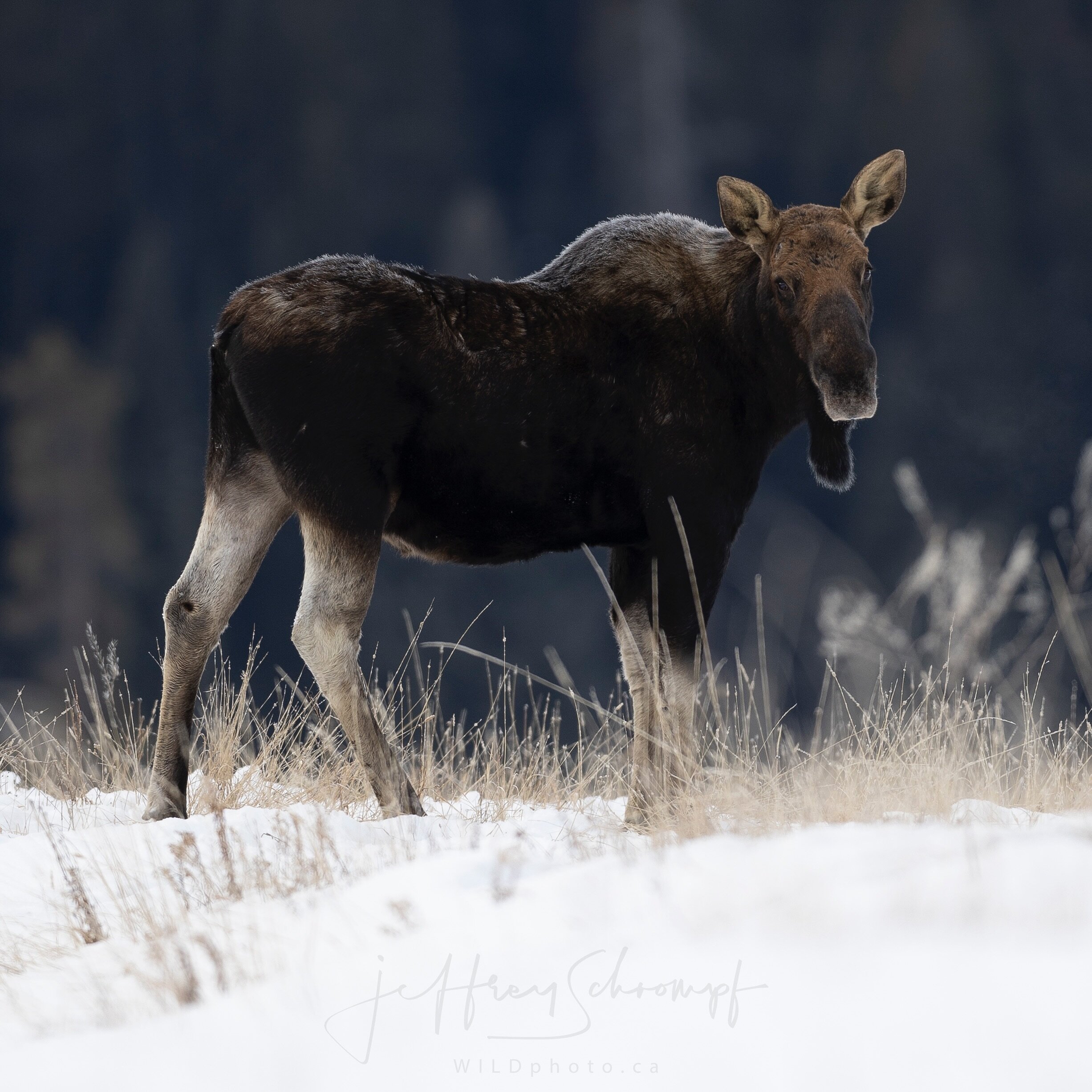 Yellowstone Moose
&bull;
Yellowstone moose are the smallest of four subspecies of moose (Alces alces shirasi) in North America. @nationalparkservice 
#moose #yellowstone