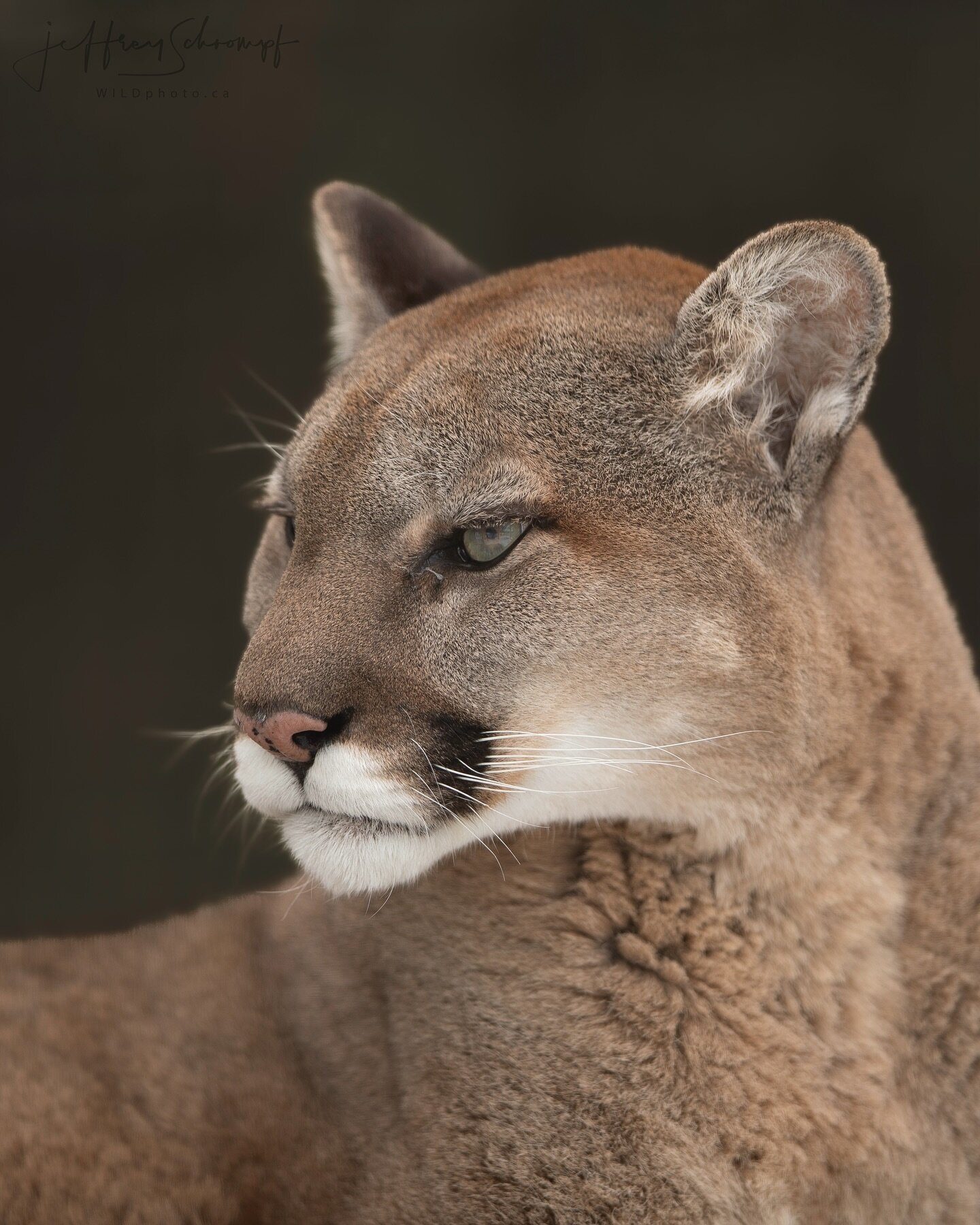 Mountain Lion
The cougar, also known as the puma, mountain lion, catamount, or panther, is a large cat native to the Americas
#mountainlion #puma #cougars