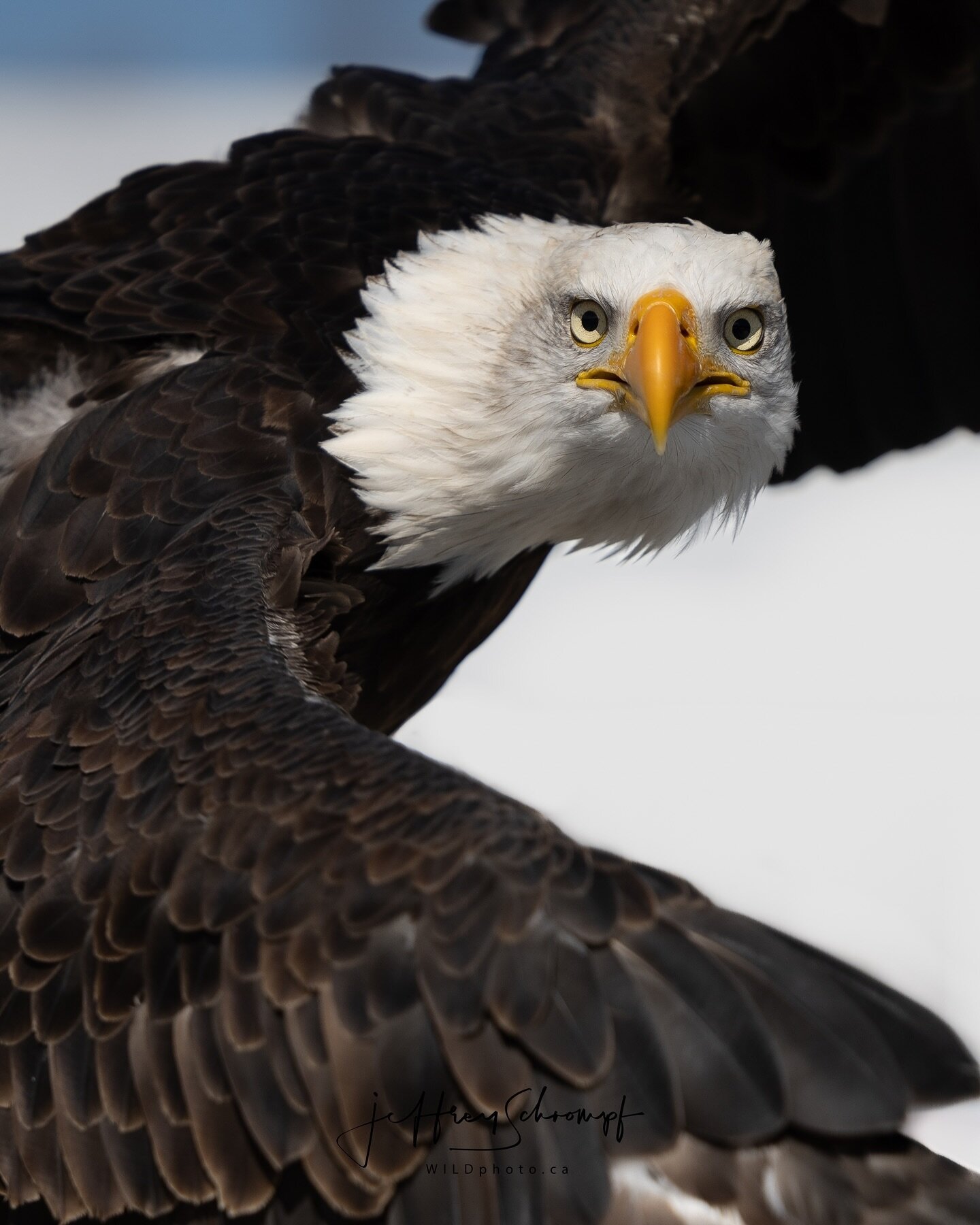 Bald Eagle 🦅 
Amazing opportunity capturing this moment with this #baldeagle