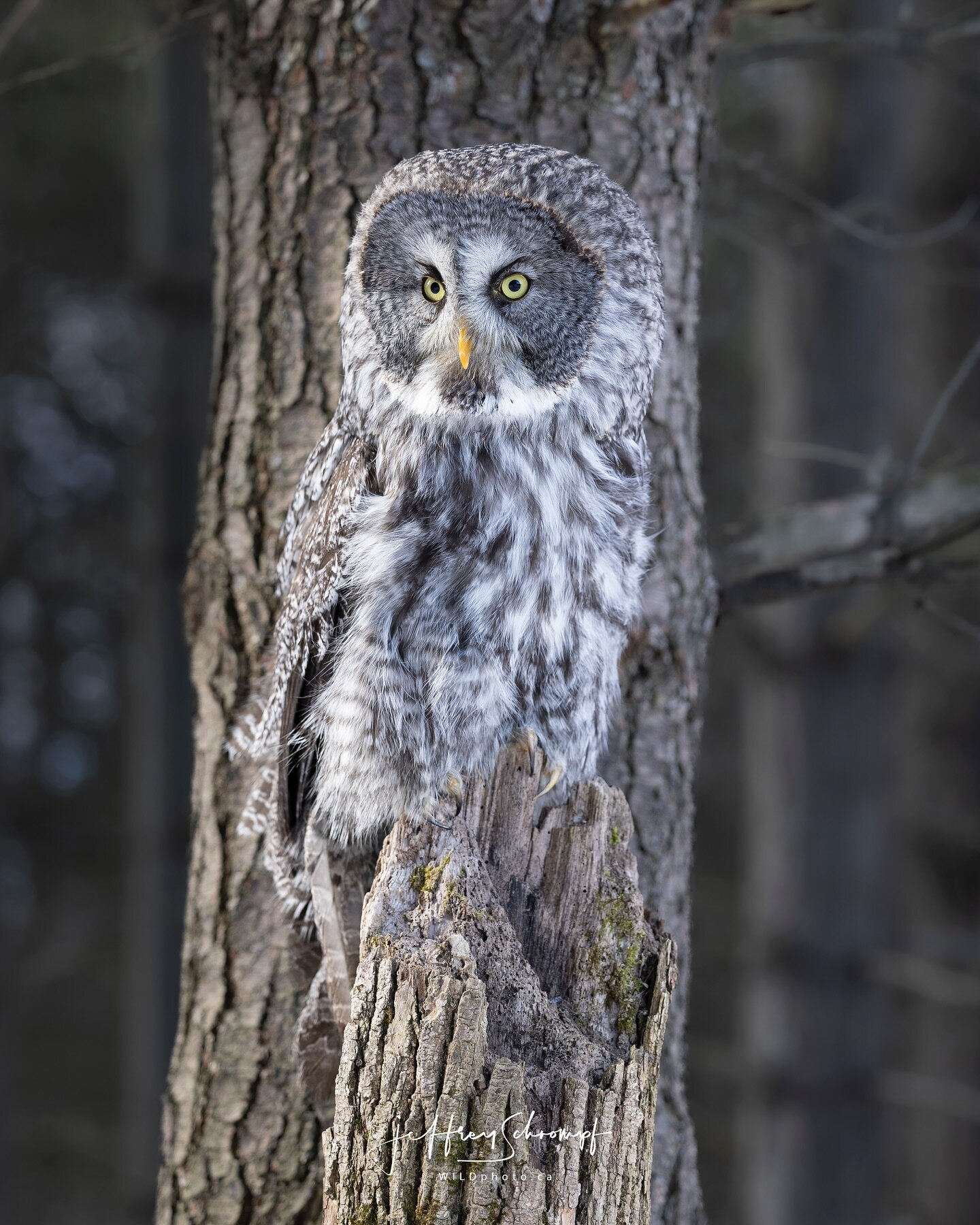 Great Grey Owl
There is just something about an owl&hellip;
The majestic humble stature, giving off such a calm energy in nature, so surreal / dreamlike. One of my sought after and favourite moments is being with an owl in nature. #greatgreyowl #owl 