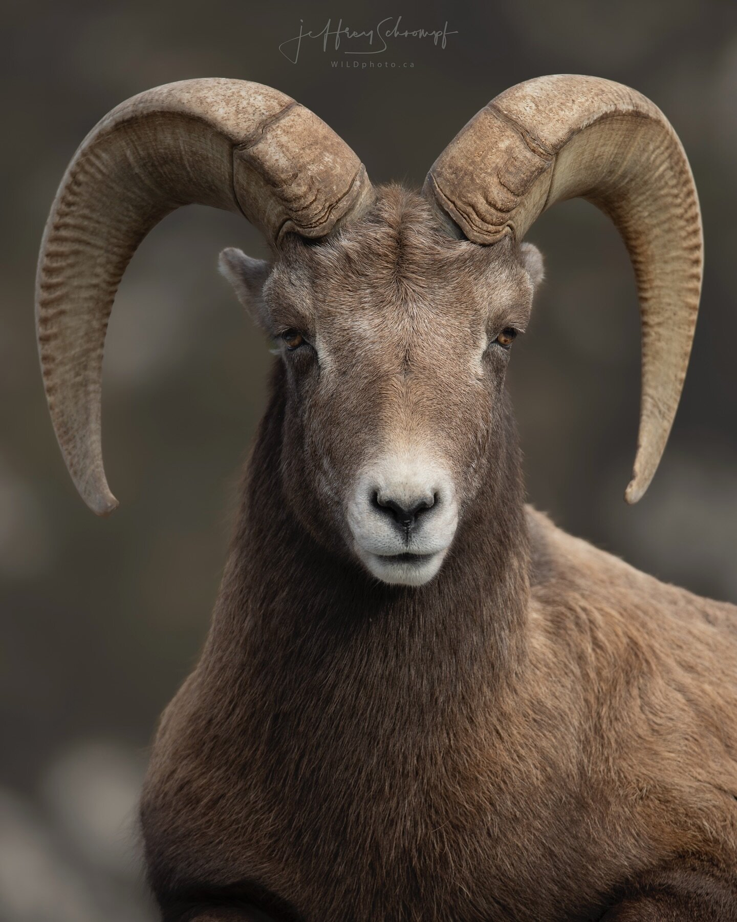 Bighorn Sheep 
#bighornsheep #bighorn