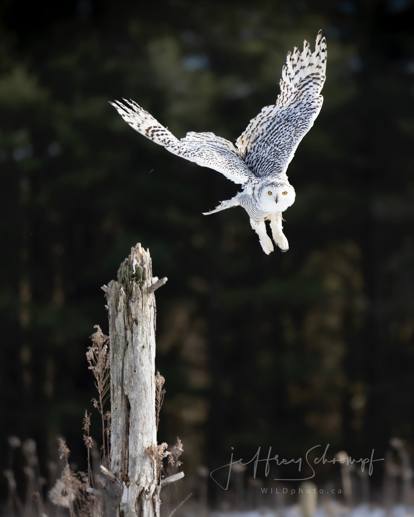 Snowy Owl
The aptly named Snowy Owl is mainly a circumpolar species, which means that individuals live and nest in the far north regions around the North Pole. In the non-breeding season, this species also can be found in areas of southern Canada and
