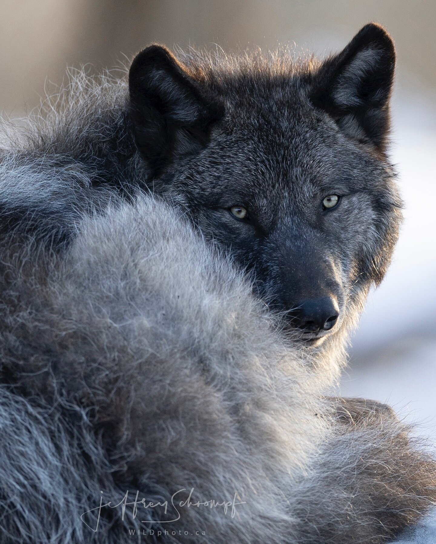 Grey Wolf 🐺 
#greywolf #yellowstone 
&bull;
&bull;
&bull;
#wolf #wolfs #wolflovers #wolflover #wolves #wolvesofinstagram #blackwolf #wolfy #wolfpuppy #wolfdog #wolfdogofinstagram #worldofwolves #wolfdogs #wolfstagram #instawolf #savethewolfves #wolf