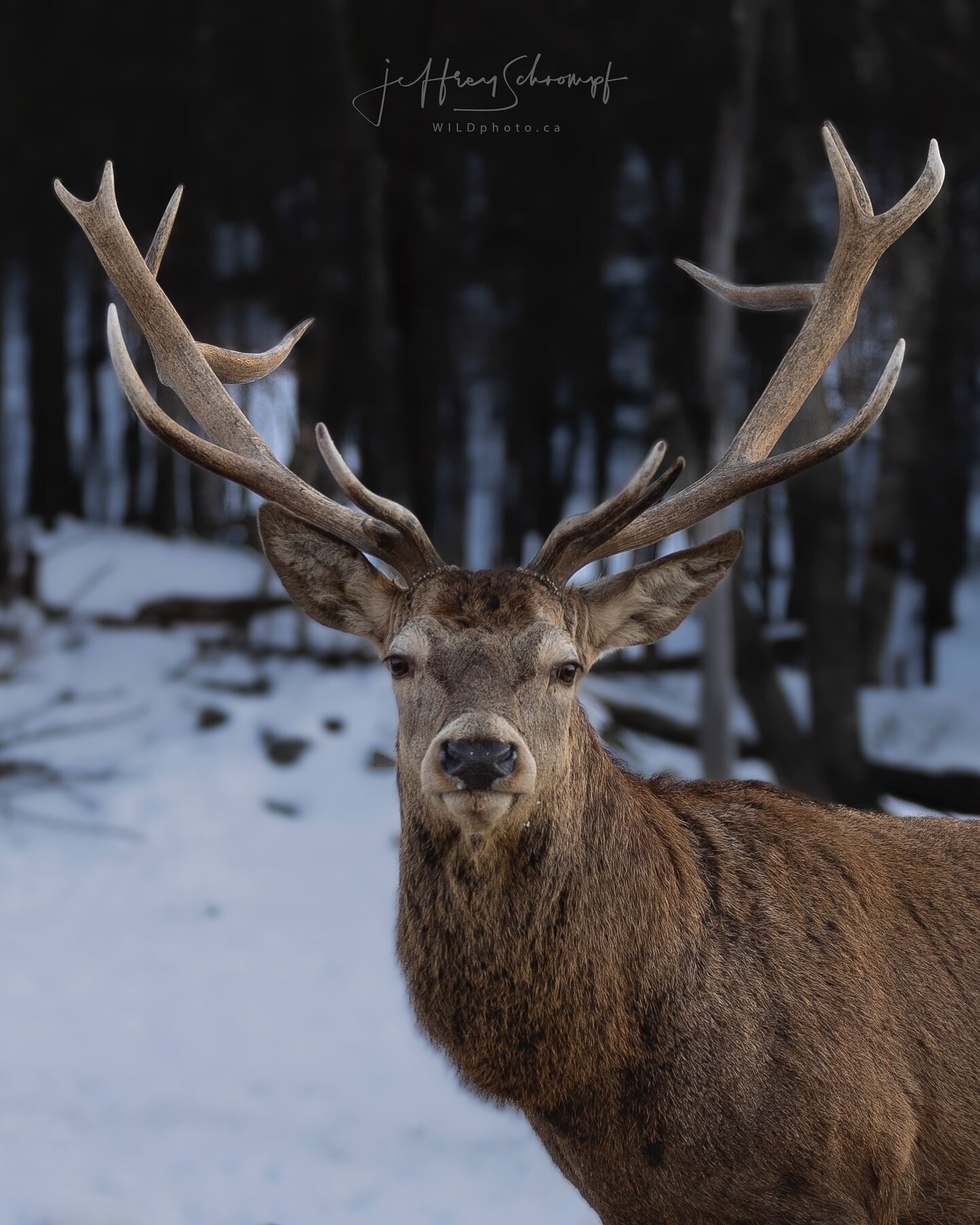 Elk
Bull (male)
#elk #bullelk
•
•
•
•
•
#photowildlife #wildlifephotgraphers #wildlifephotographer #wildlifelovers #wildlife_supreme #wildlifelover #wildlifelovers #wildlifecentral #wildlifeperfection #wildlife_photography #