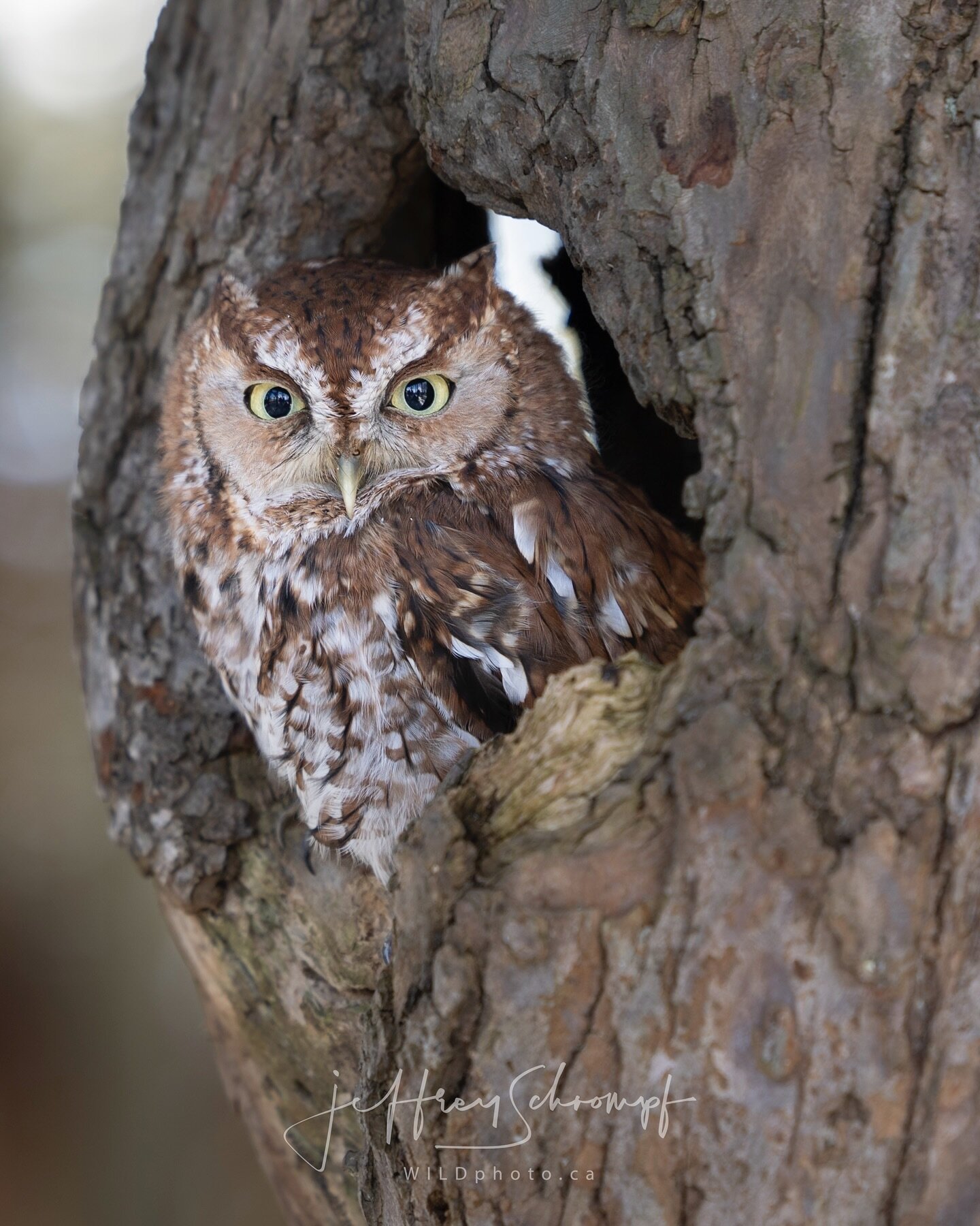 Screech Owl 🦉 
#screechowl #owl #cute