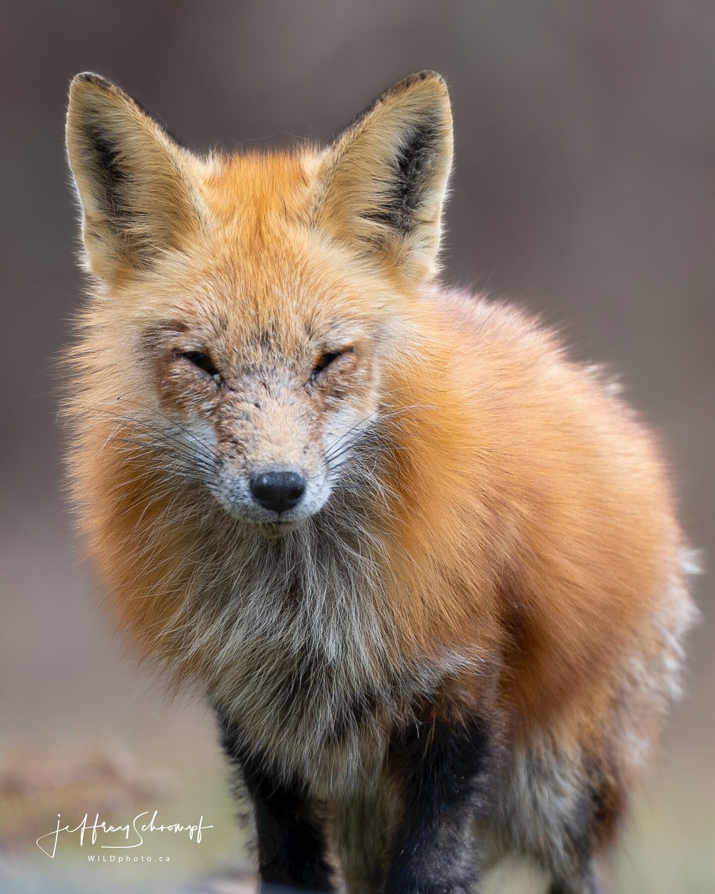 Red Fox
#redfox #fox
