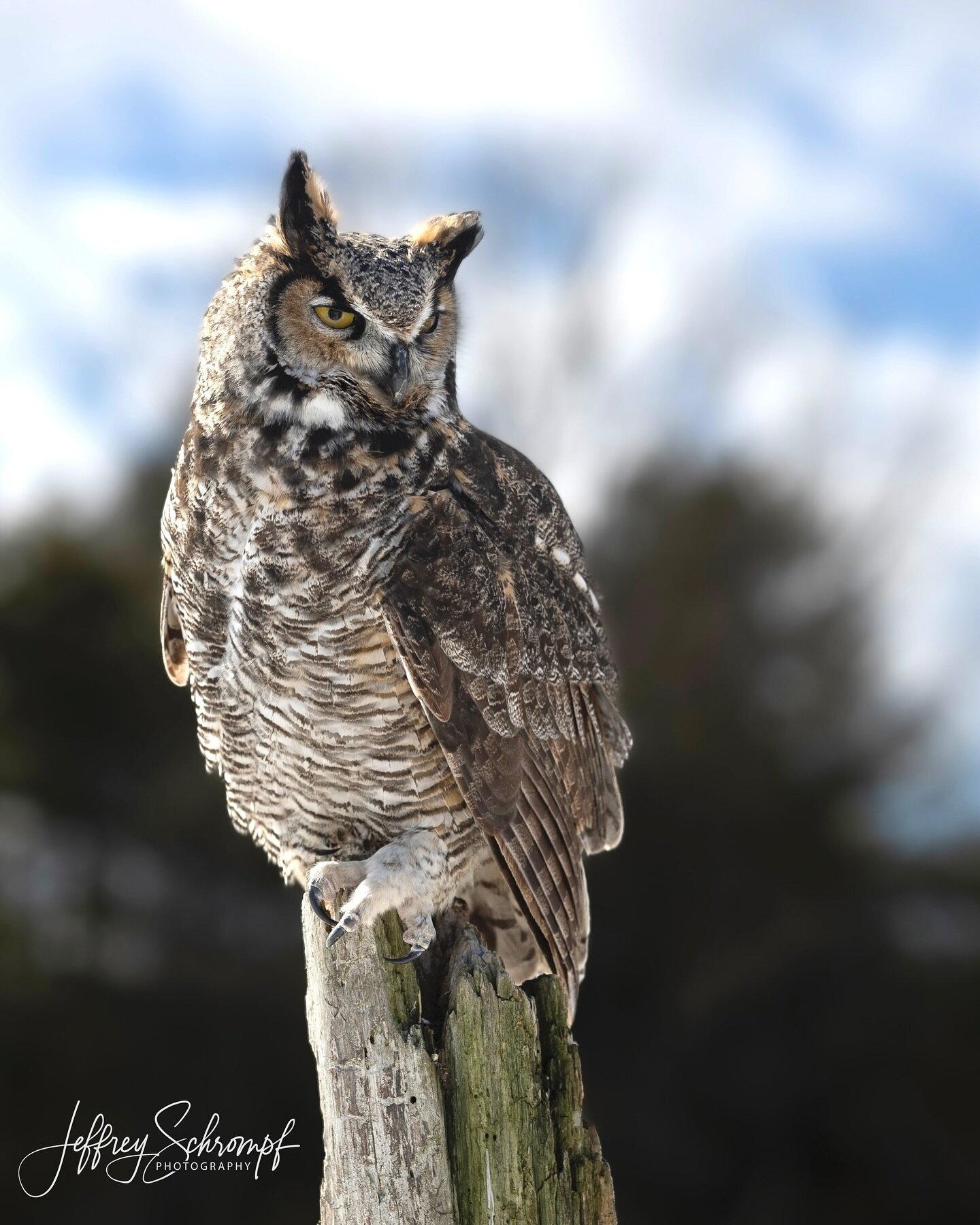 Great Horned Owl 🦉 
#owl #greathornedowl #owllovers