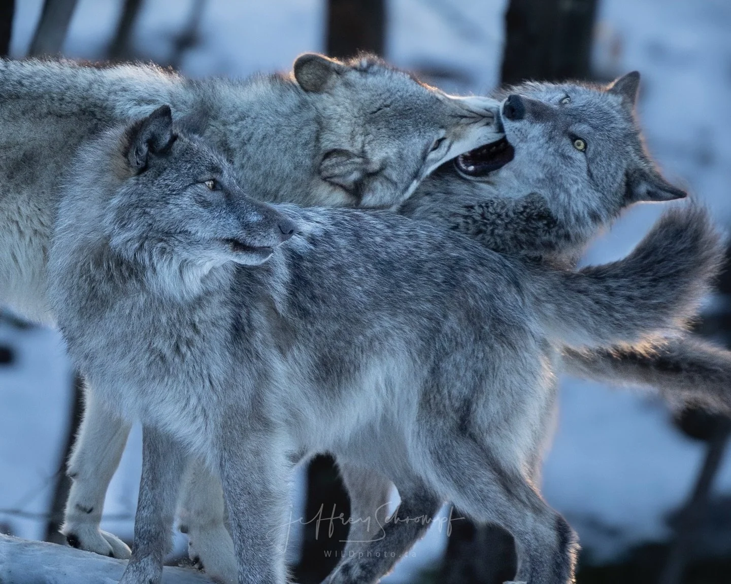 Grey Wolfs 🐺 
#greywolf 
&bull;
&bull;
&bull;
#wolf #wolfs #wolflovers #wolflover