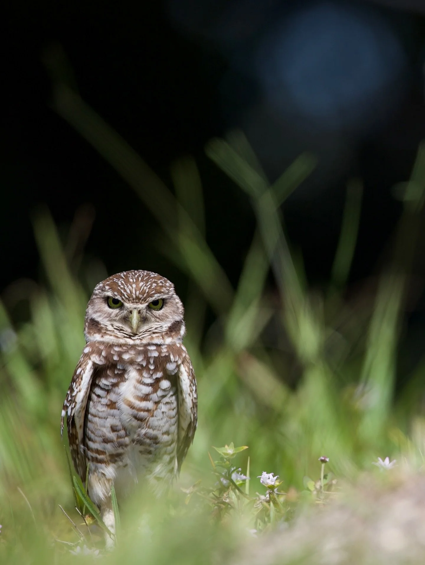 The Burrowing #owl , is a small, long-legged, primarily terrestrial&mdash;though not flightless&mdash;species of owl native to the open landscapes of North and South America. They are typically found in grasslands, rangelands, agricultural areas, des