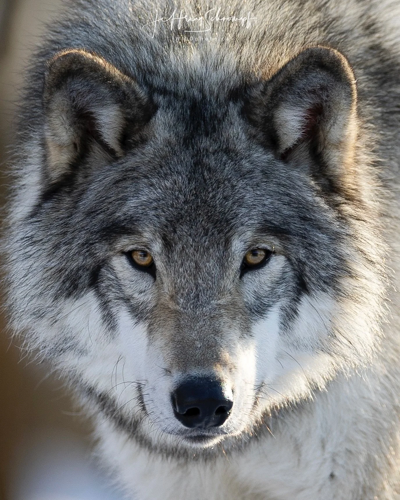 Grey Wolf 🐺 
#greywolf #yellowstone 
&bull;
&bull;
&bull;
#wolf #wolfs #wolflovers #wolflover #wolves #wolvesofinstagram #blackwolf #wolfy #wolfpuppy #wolfdog #wolfdogofinstagram #worldofwolves #wolfdogs #wolfstagram #instawolf #savethewolfves #wolf