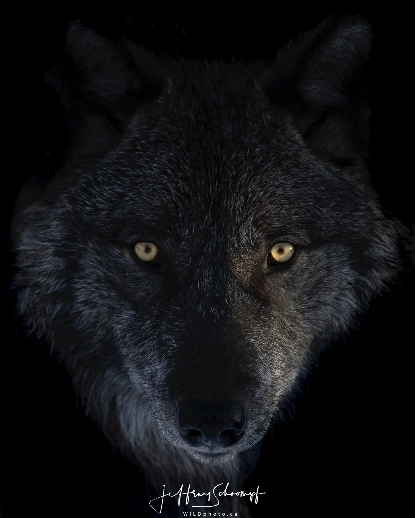 Grey Wolf🐺 
#greywolf 
&bull;
&bull;
&bull;
#wolf #wolfs #wolflovers #wolflover