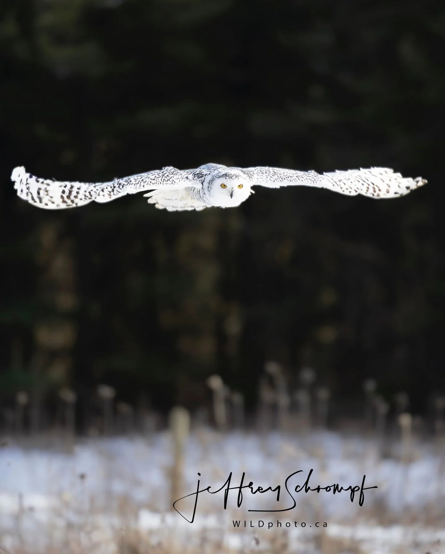 #snowyowl 
&bull;
&bull;
&bull;
#owl #owlsofinstagram #bird #wildlife