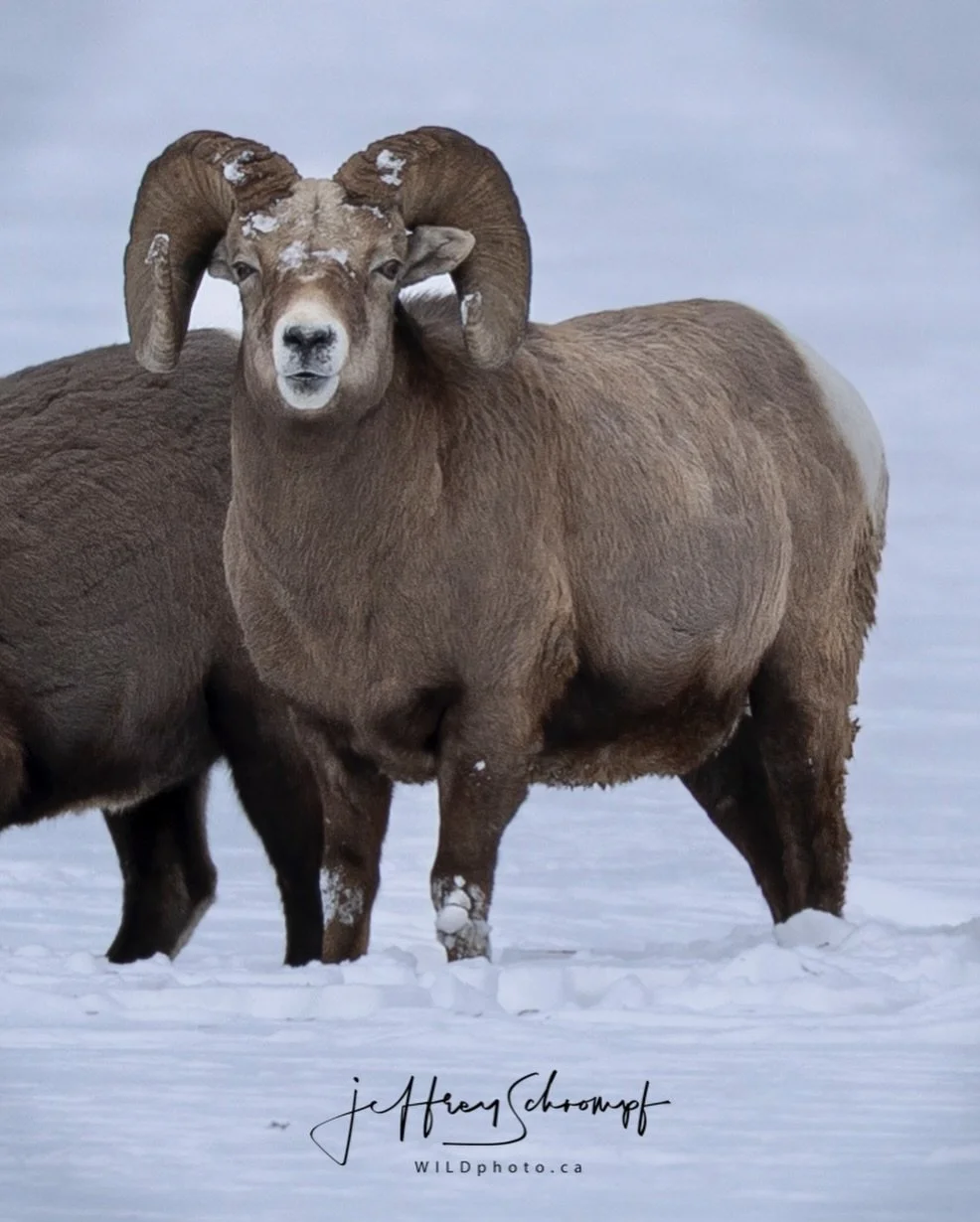 Rocky Mountain Bighorn Ram
Taken in Jasper National Park
Was nice to see these guys as the Park is still heavily devastated from the 2024 wildfires
#bighorn #animal #wildlife #wildlifephotography #nature
