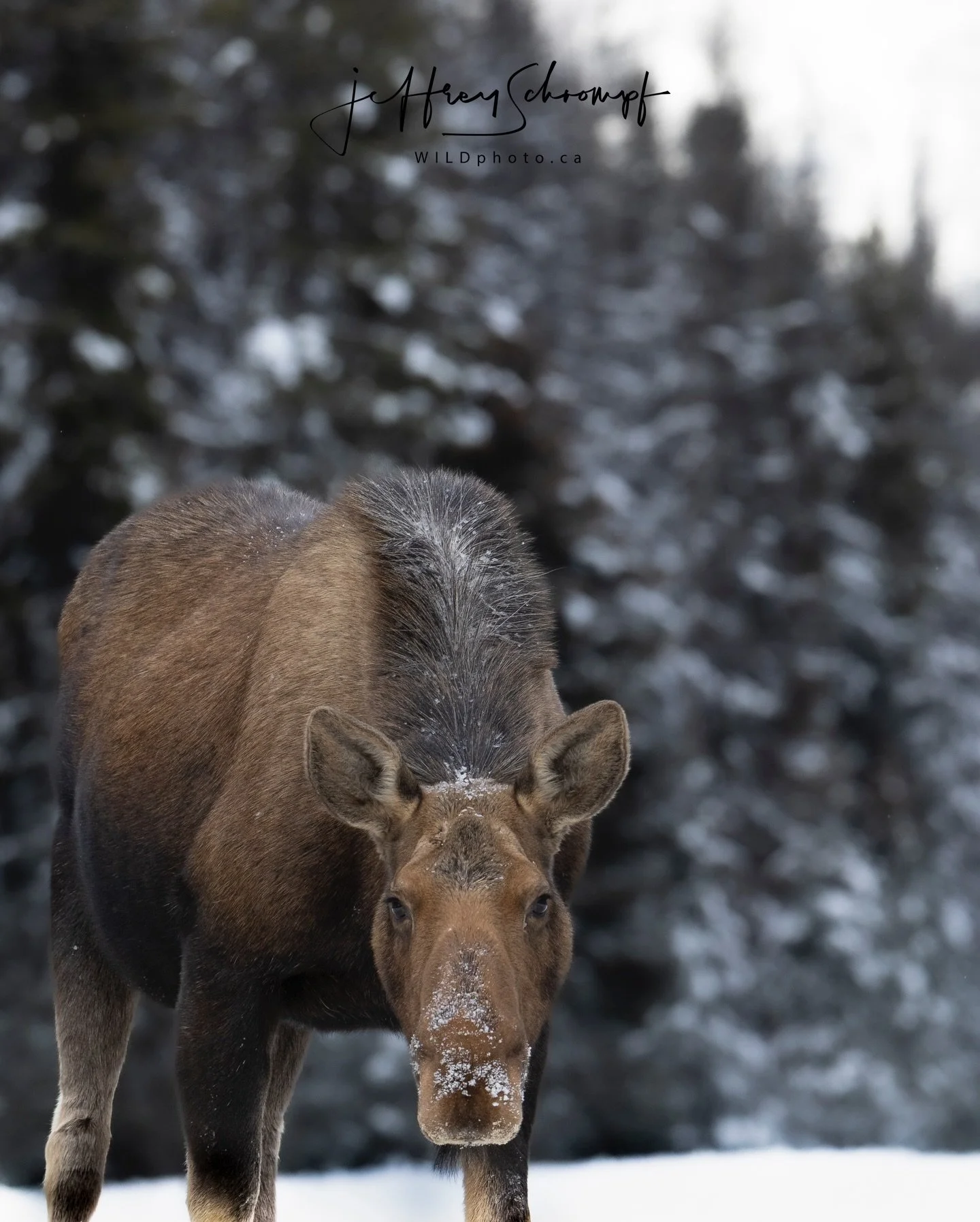 Moose 
Canadian Rockies 
Jasper National Park 
#moose #nature #animal #wildlife #wildlifephotography