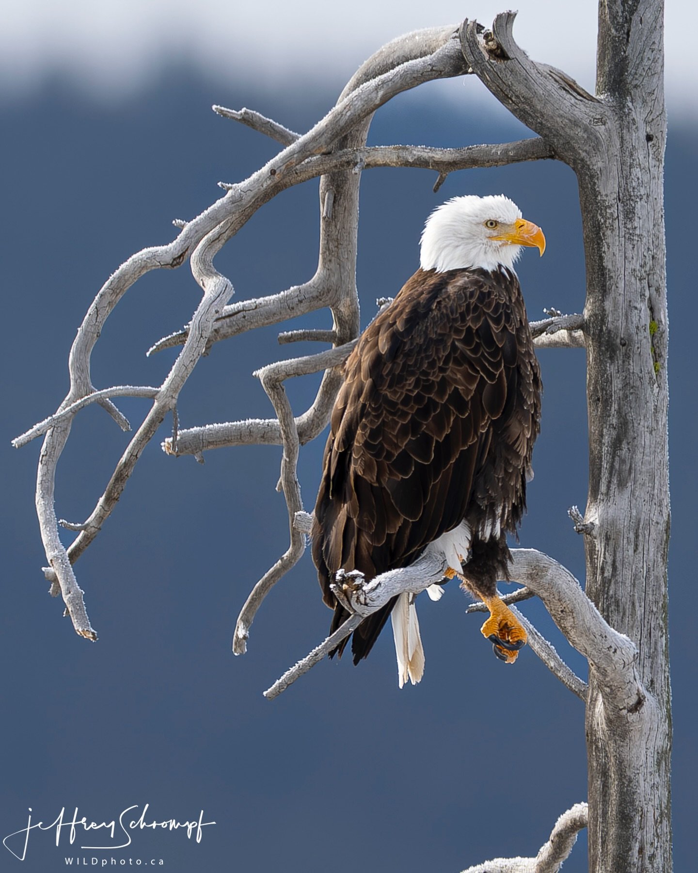 Bald Eagle 🦅 
This eagle loved to perch on this location watching for the fish in the Lamar river below. 
Such a beautiful site watching with the mountains miles away in the background throwing off this beautiful blue bokeh&hellip;
#baldeagles #bald