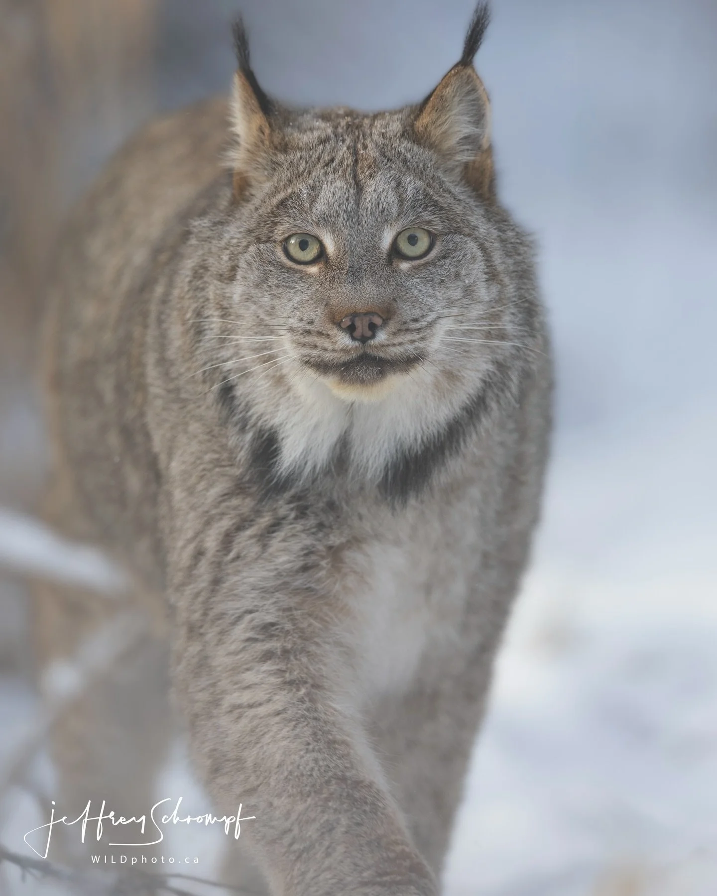 Eyes of the forest.
The silent hunter of the north &mdash; the Canada lynx. 🐾🌲 #wildlifephotography #canadalynx #lynx #wildcanada #naturephotograph