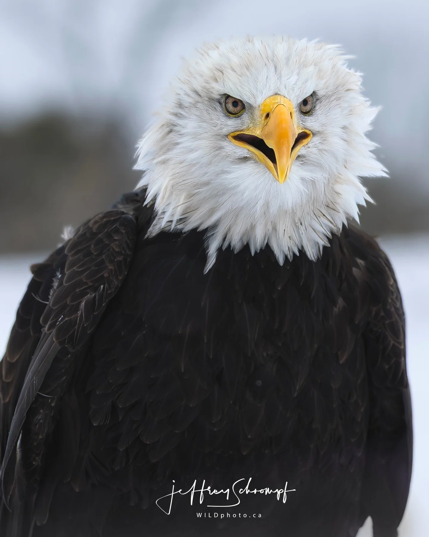 Bald Eagle 🦅 
Amazing opportunity capturing this moment with this #baldeagle 
The strong winds where blowing heavy from behind giving this guy a cool head 😎
#eagle #bird #wildlifephotography #eagles