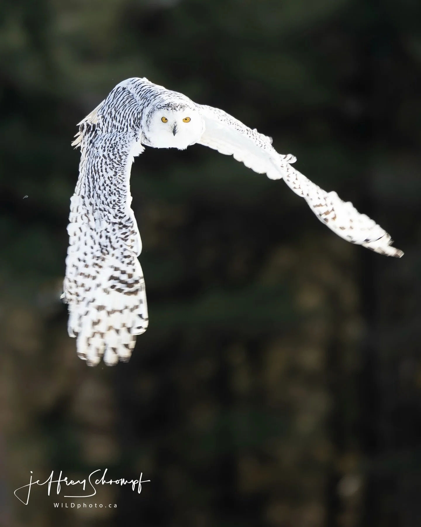 Snow owl
Amazing opportunity capturing this moment with this #snowowl
&bull;
#bird #wildlifephotography #owl #owls