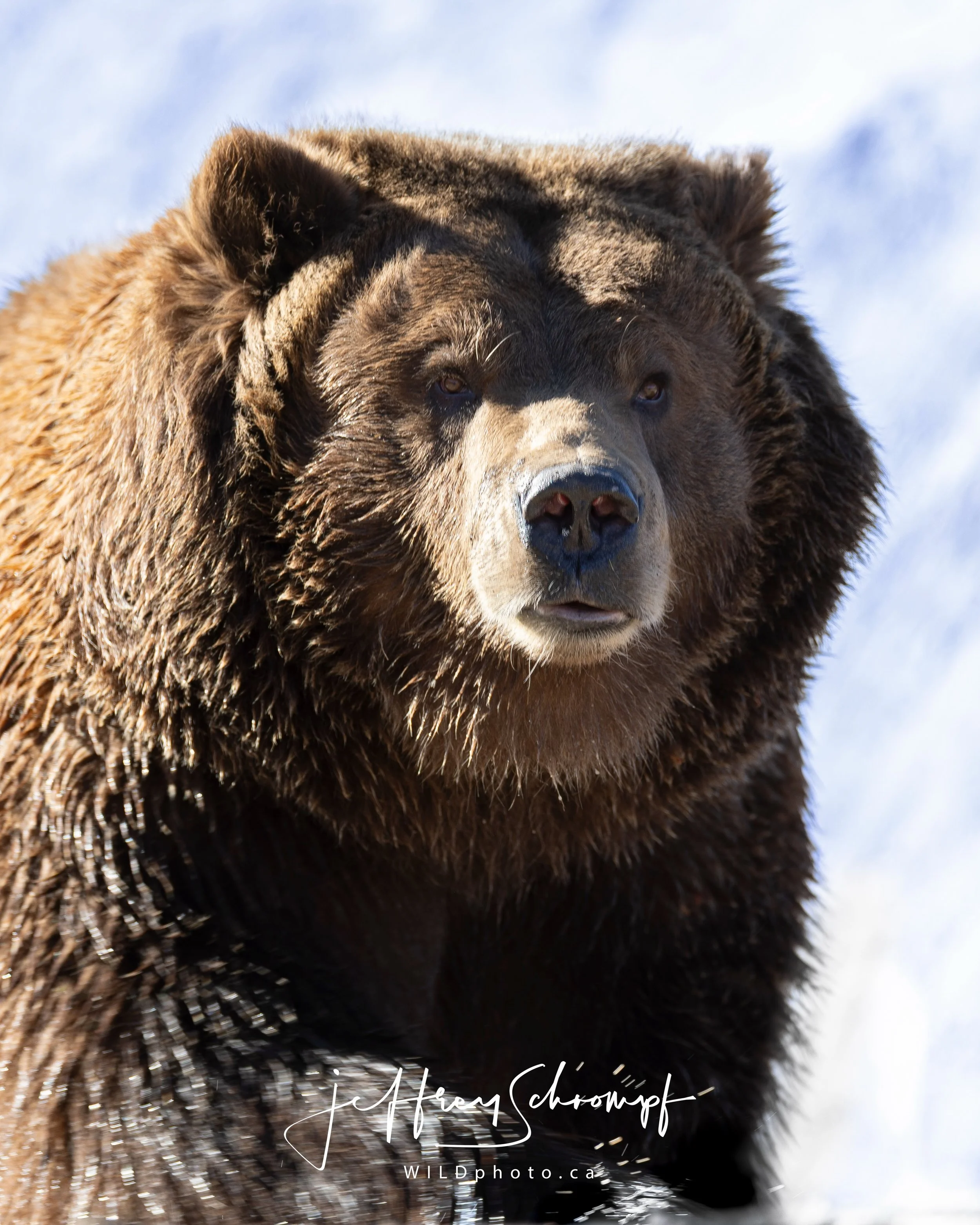Nature&rsquo;s true masterpiece in her rawest form.
An encounter with the ultimate apex predator
&bull;
#GrizzlyBear #wildlifephotography #NatureIsAmazing #ApexPredator #naturephotography