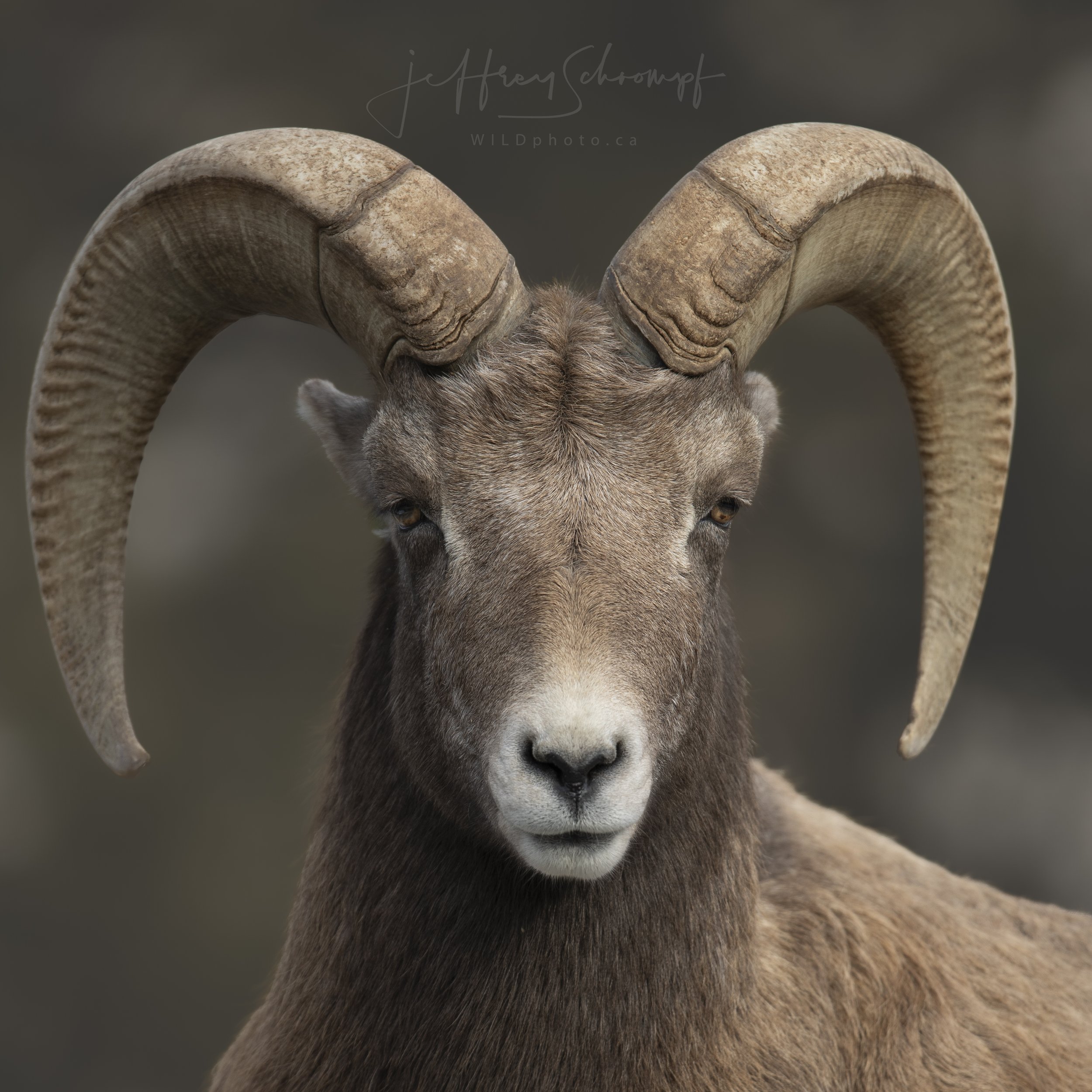 Big Horn Ram head colour