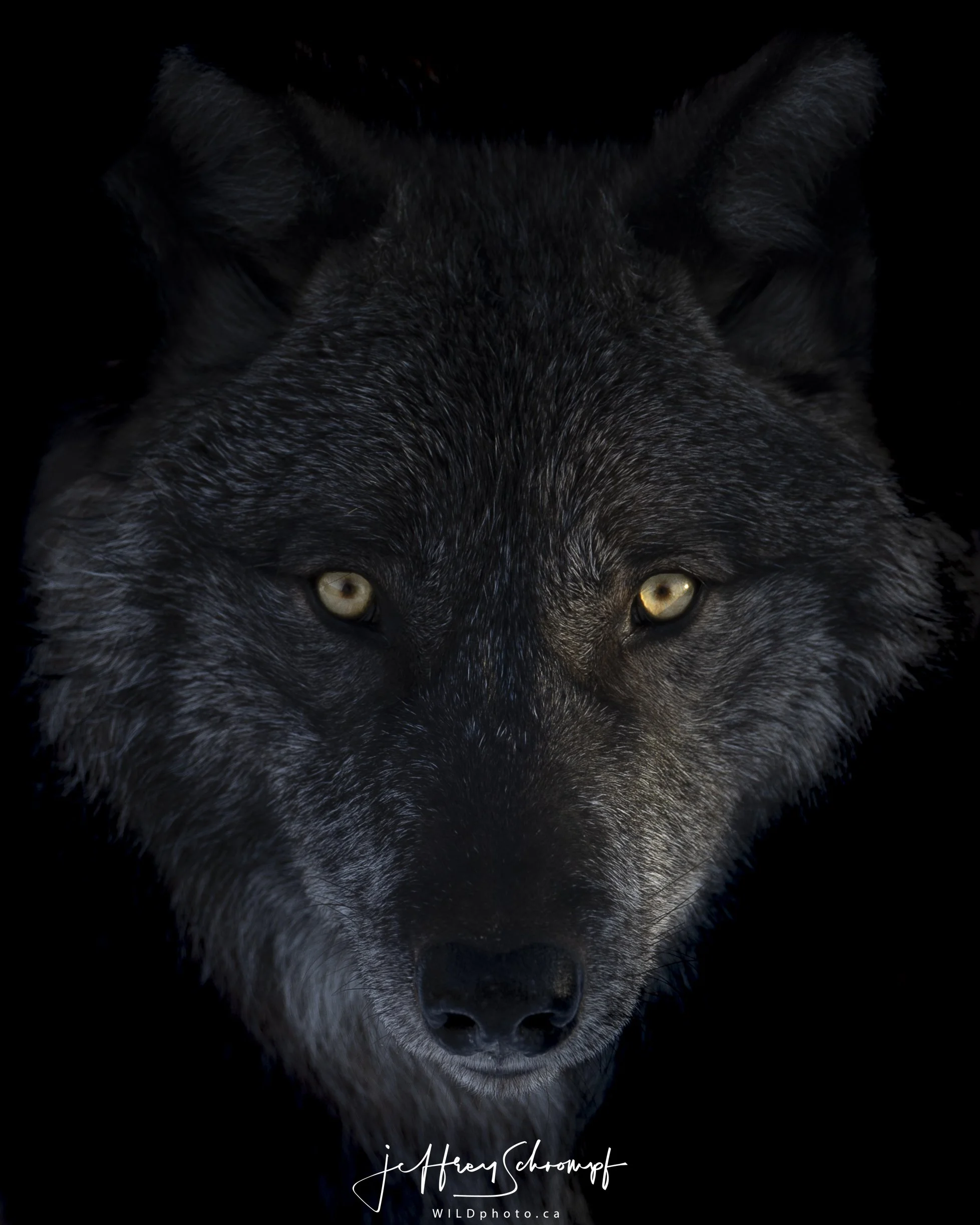 Grey Wolf