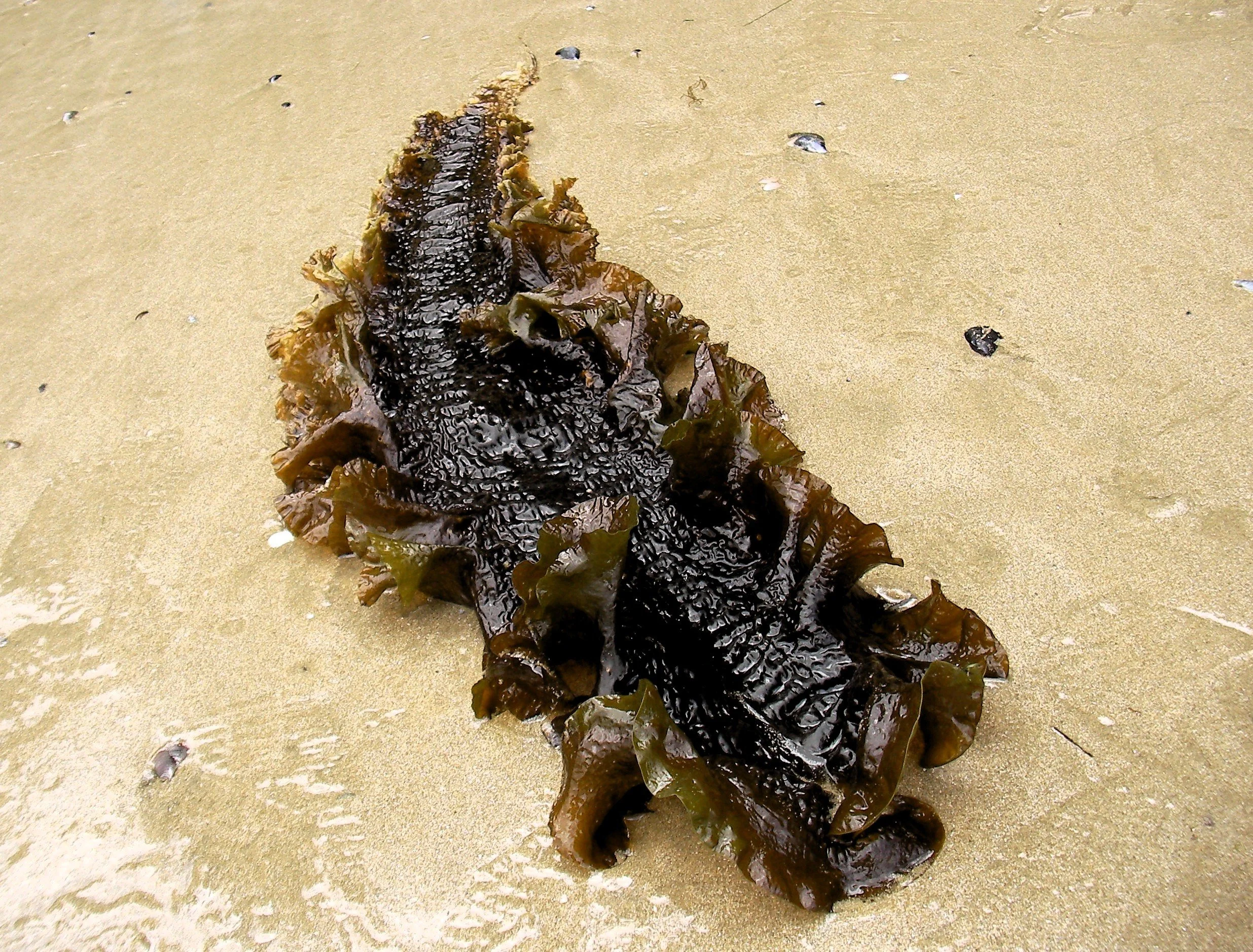 Sugar Kelp washed up on a beach