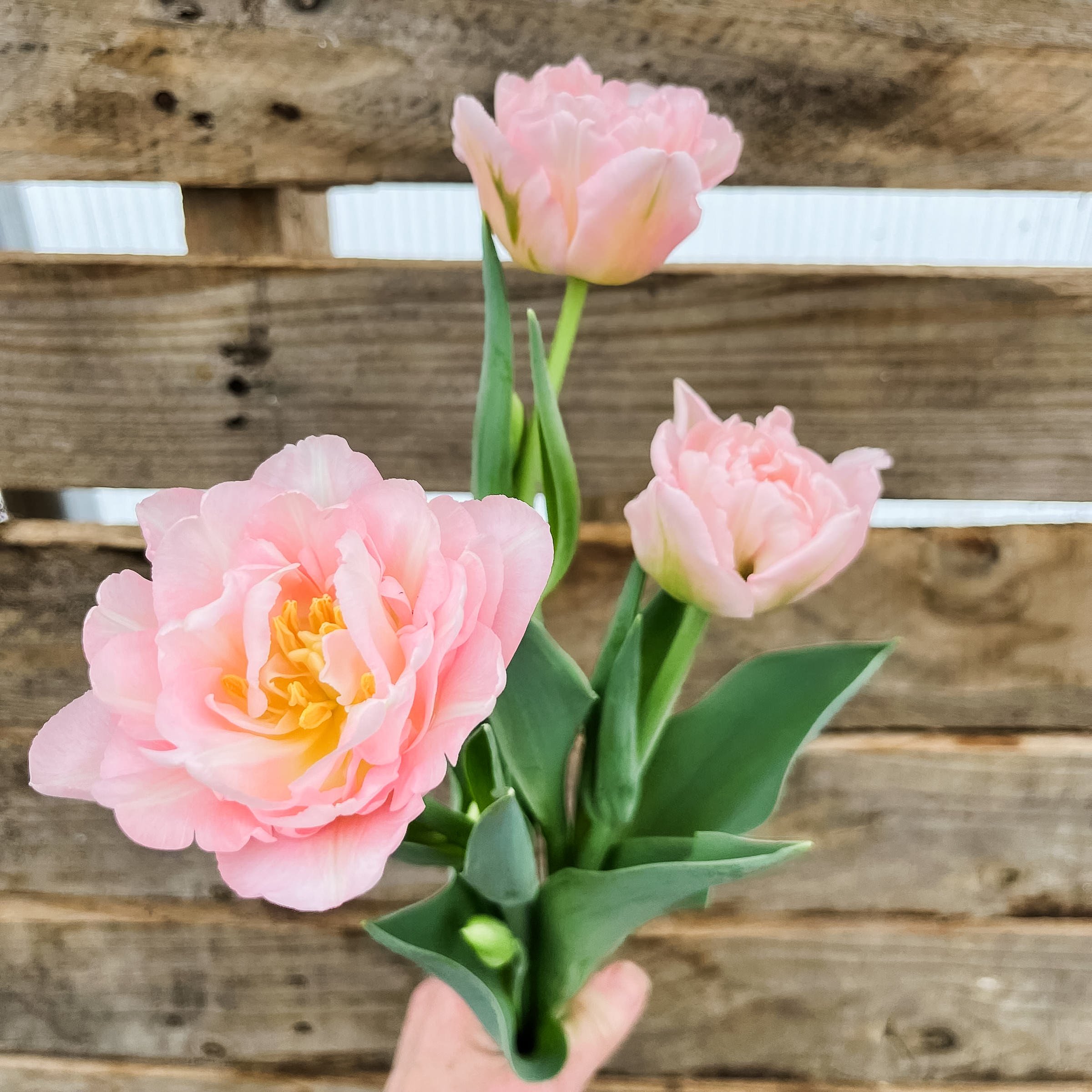 Diddle-And-Zen-Vermont-Wedding-Floral-Designer-Arrangement-Bouquet-Diddle-and-Zen-Vermont-Florist-Tulip-Subscription04.jpg