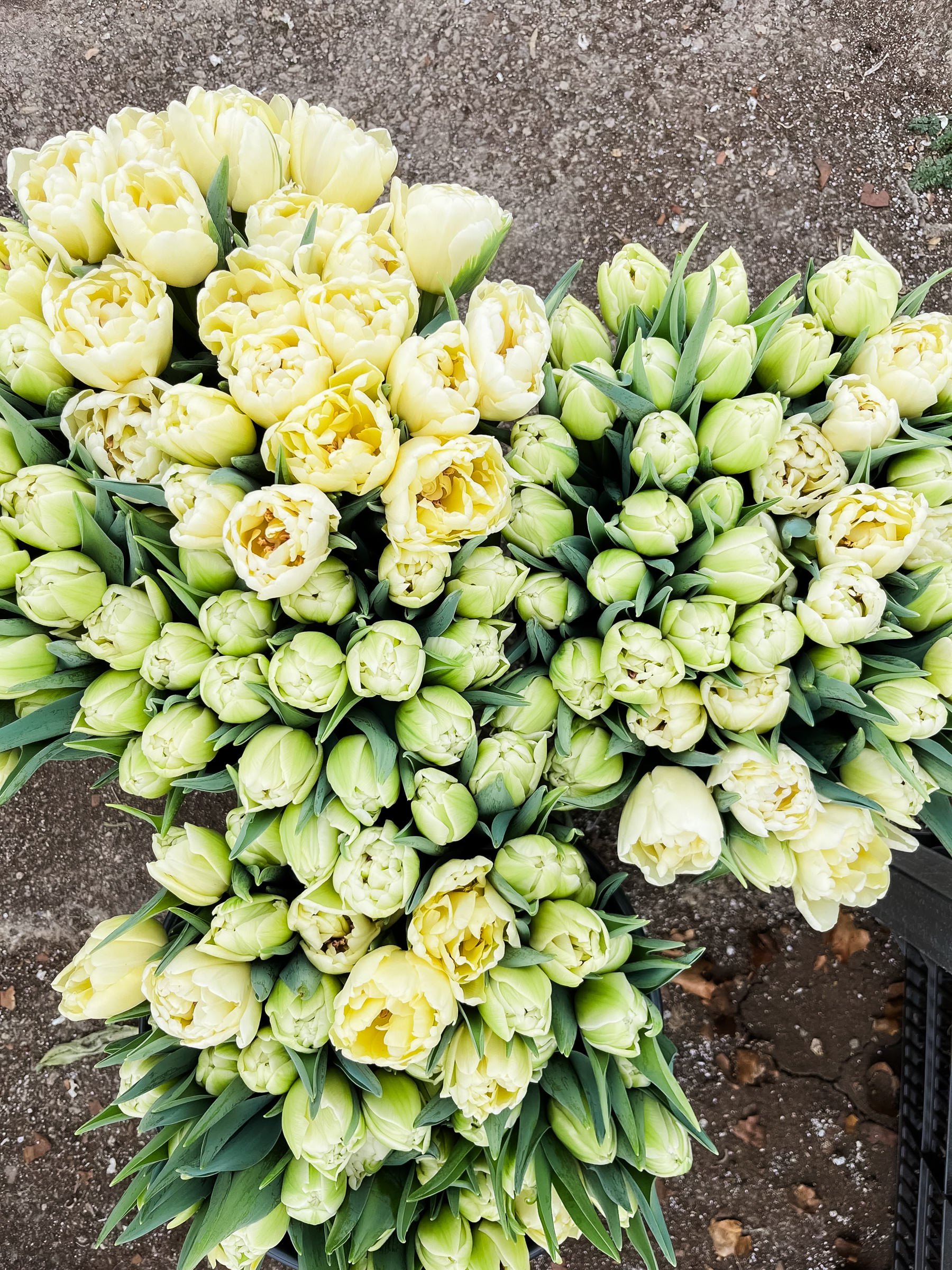 Diddle-And-Zen-Vermont-Wedding-Floral-Designer-Arrangement-Bouquet-Diddle-and-Zen-Vermont-Florist-Tulip-Subscription10.jpg