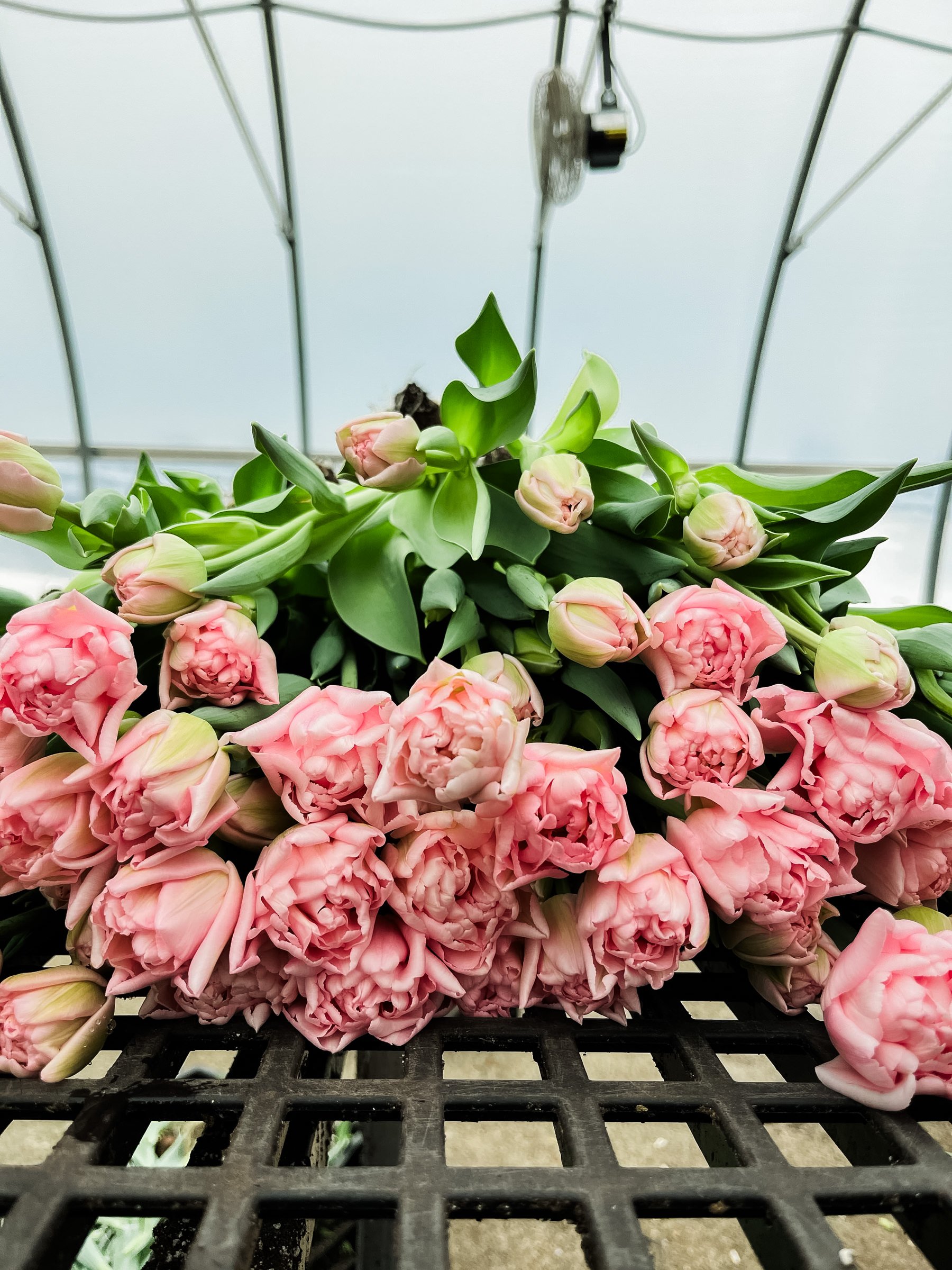 Diddle-And-Zen-Vermont-Wedding-Floral-Designer-Arrangement-Bouquet-Diddle-and-Zen-Vermont-Florist-Tulip-Subscription07.jpg