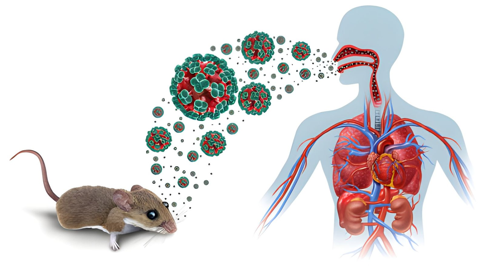 Hantavirus, headlines and keeping calm: what businesses should know
