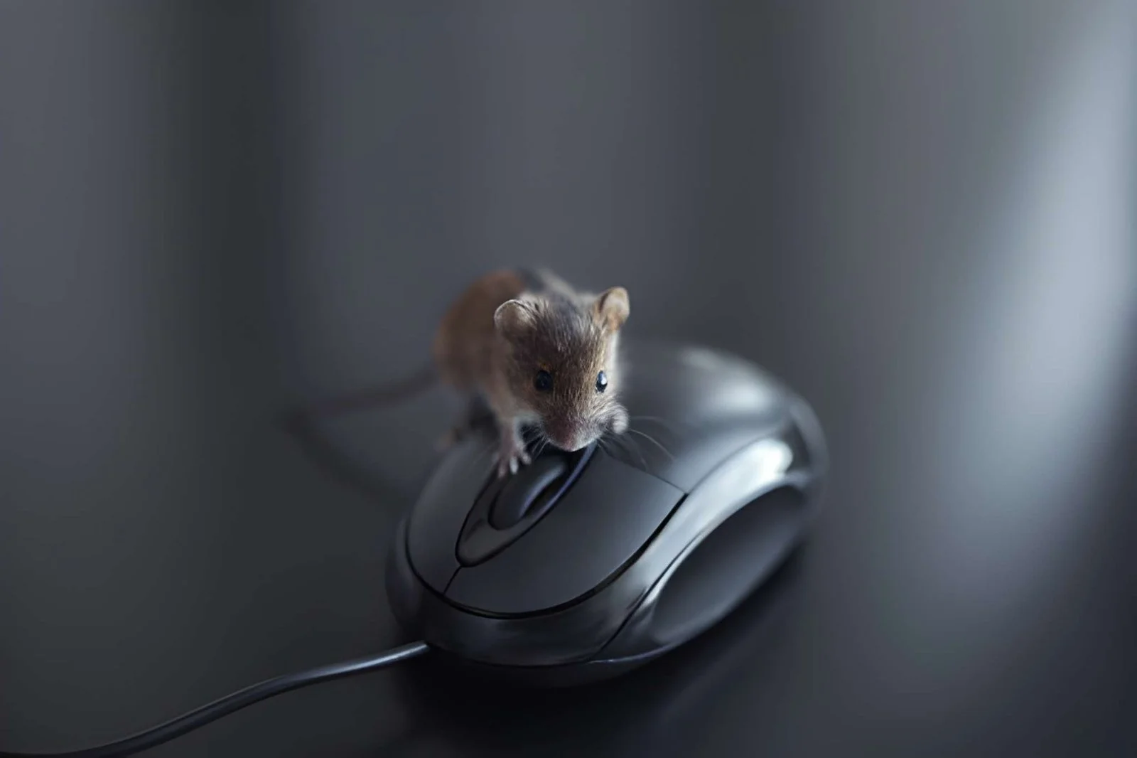Mouse on office mouse