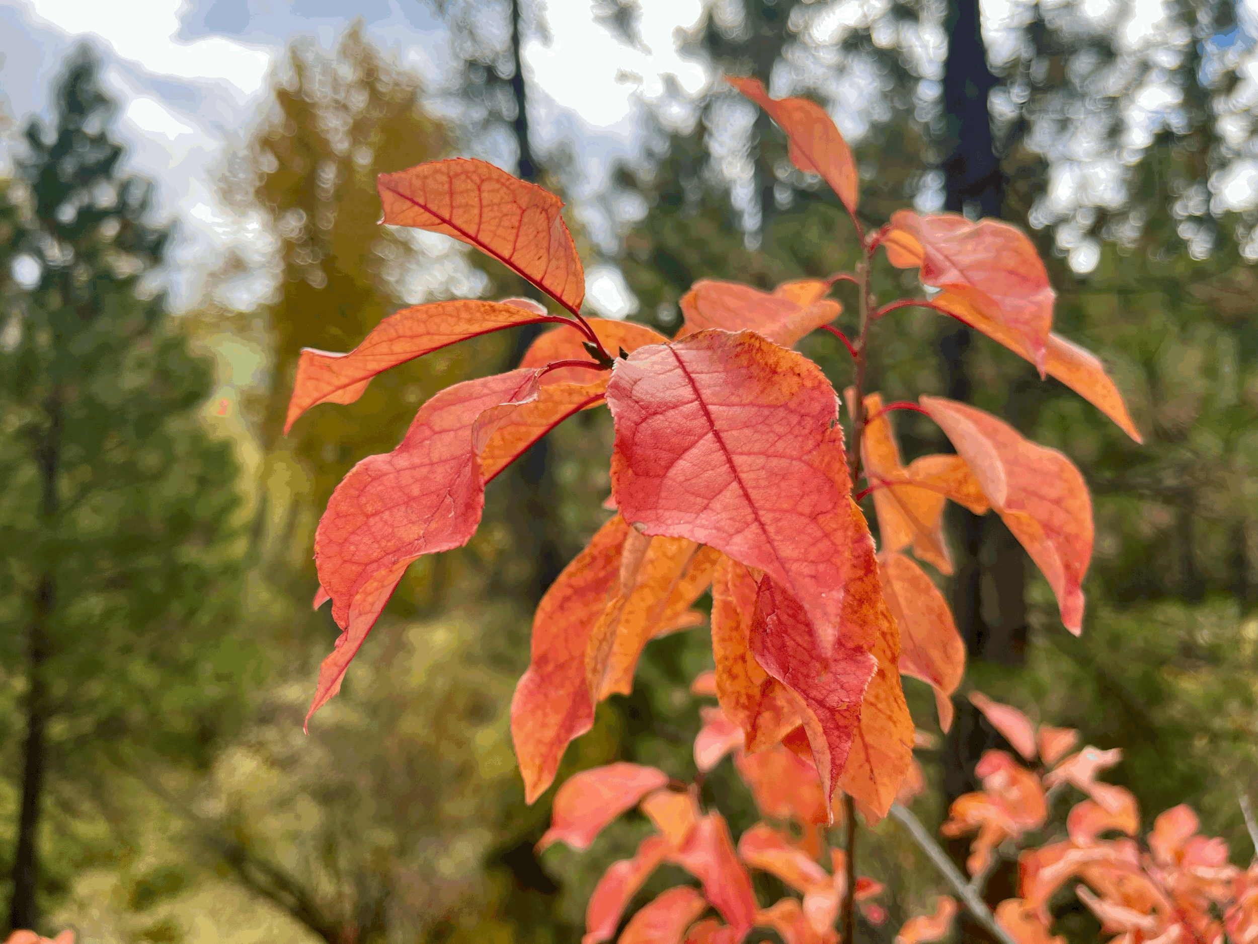 Autumn Transitions