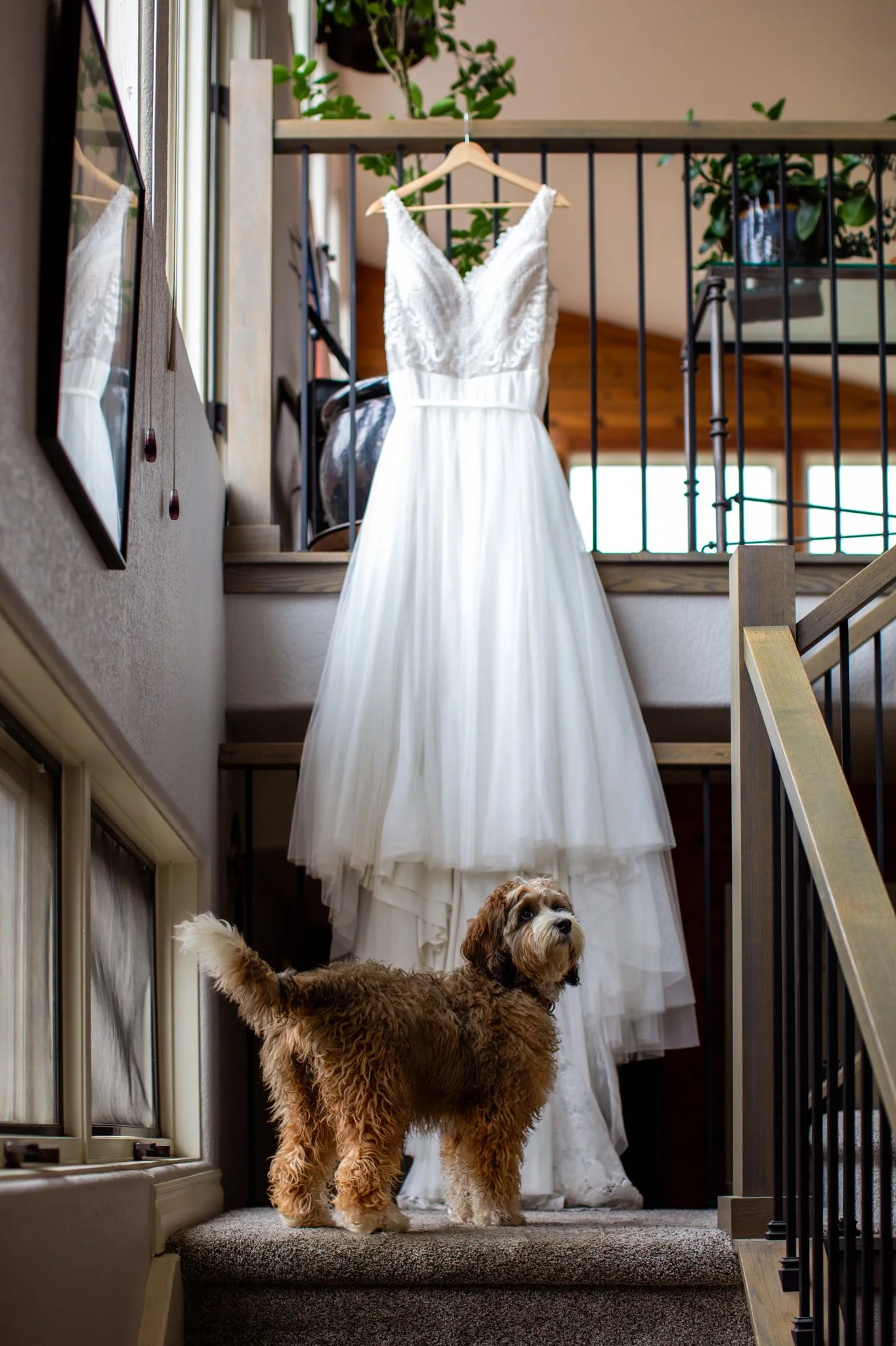 A white wedding dress hanging on a hanger in front of a staircase, with a brown curly-haired puppy standing on the carpeted step below, looking up at the dress.