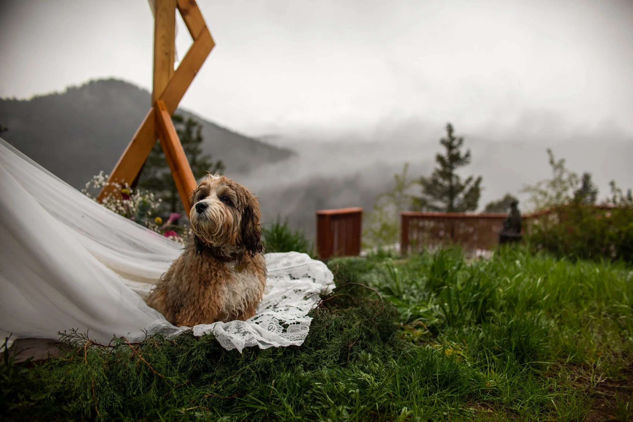 A dog sitting on a lace-covered surface outdoors with a misty mountain landscape in the background.