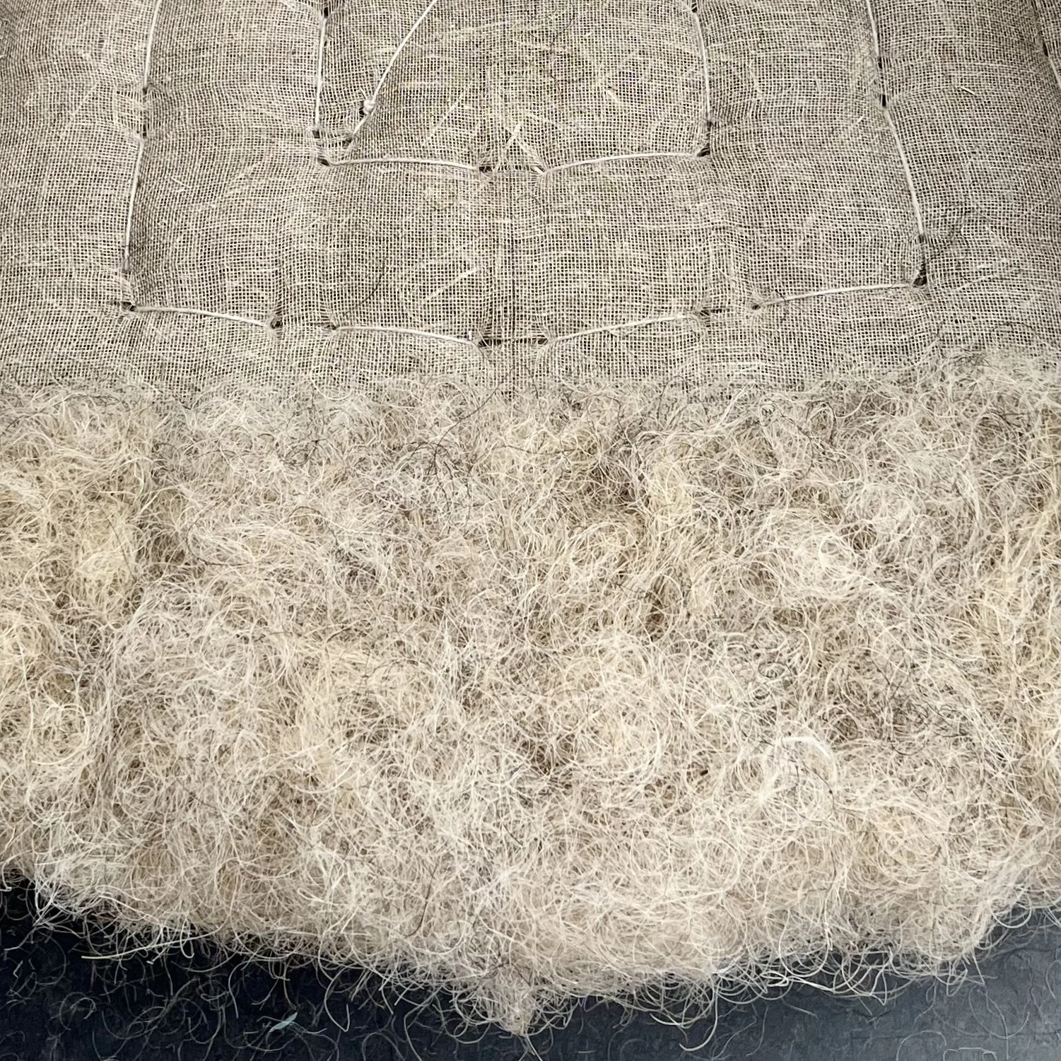 Blont tagel på framkanten.