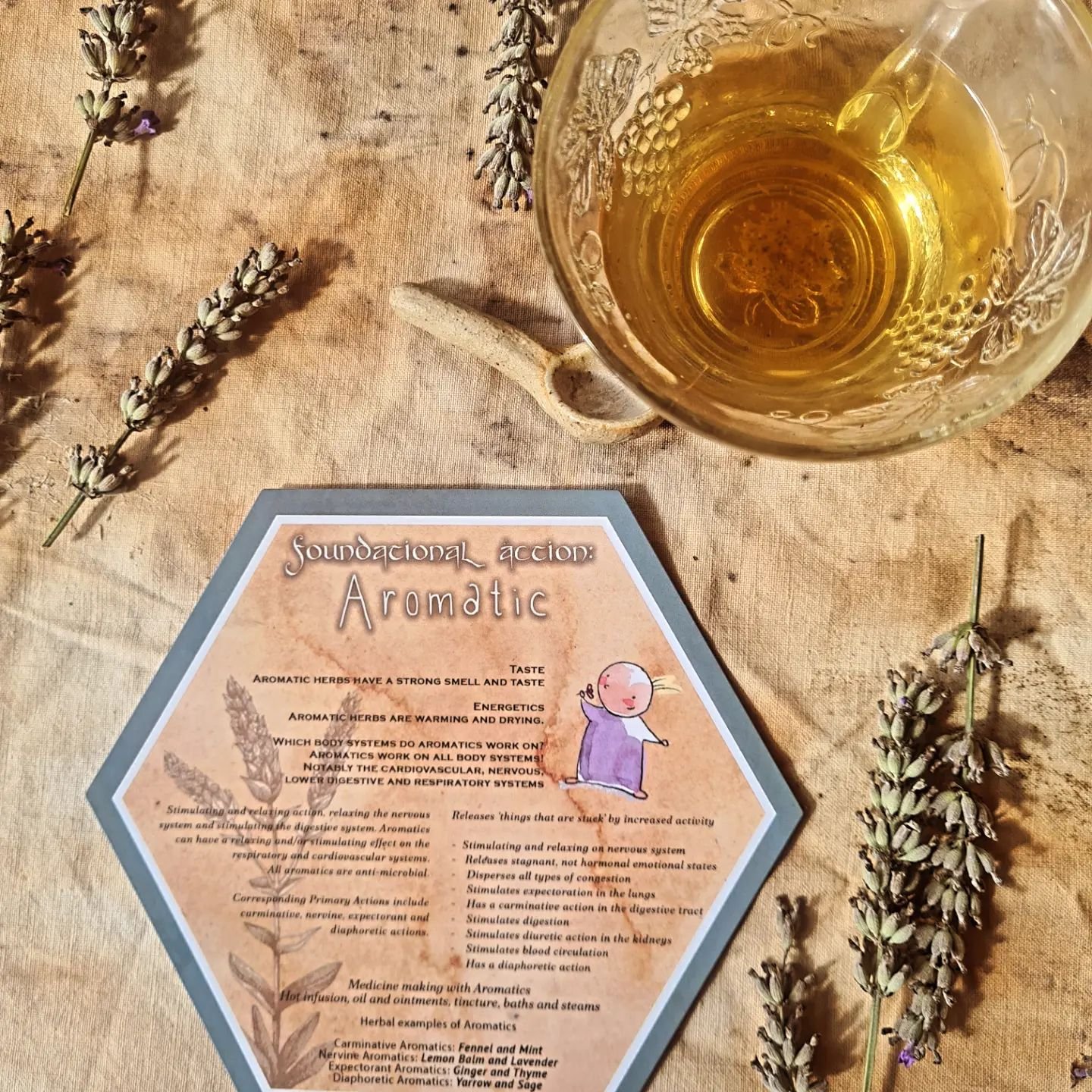 Foundational (or Sensory) Actions
How to use your senses to understand herbs 💜🌱

With the help of our Botanical Education Knowledge Cards, we explored which herbal actions can be discerned using the senses, today in The Herbal Apprentice. 

With to