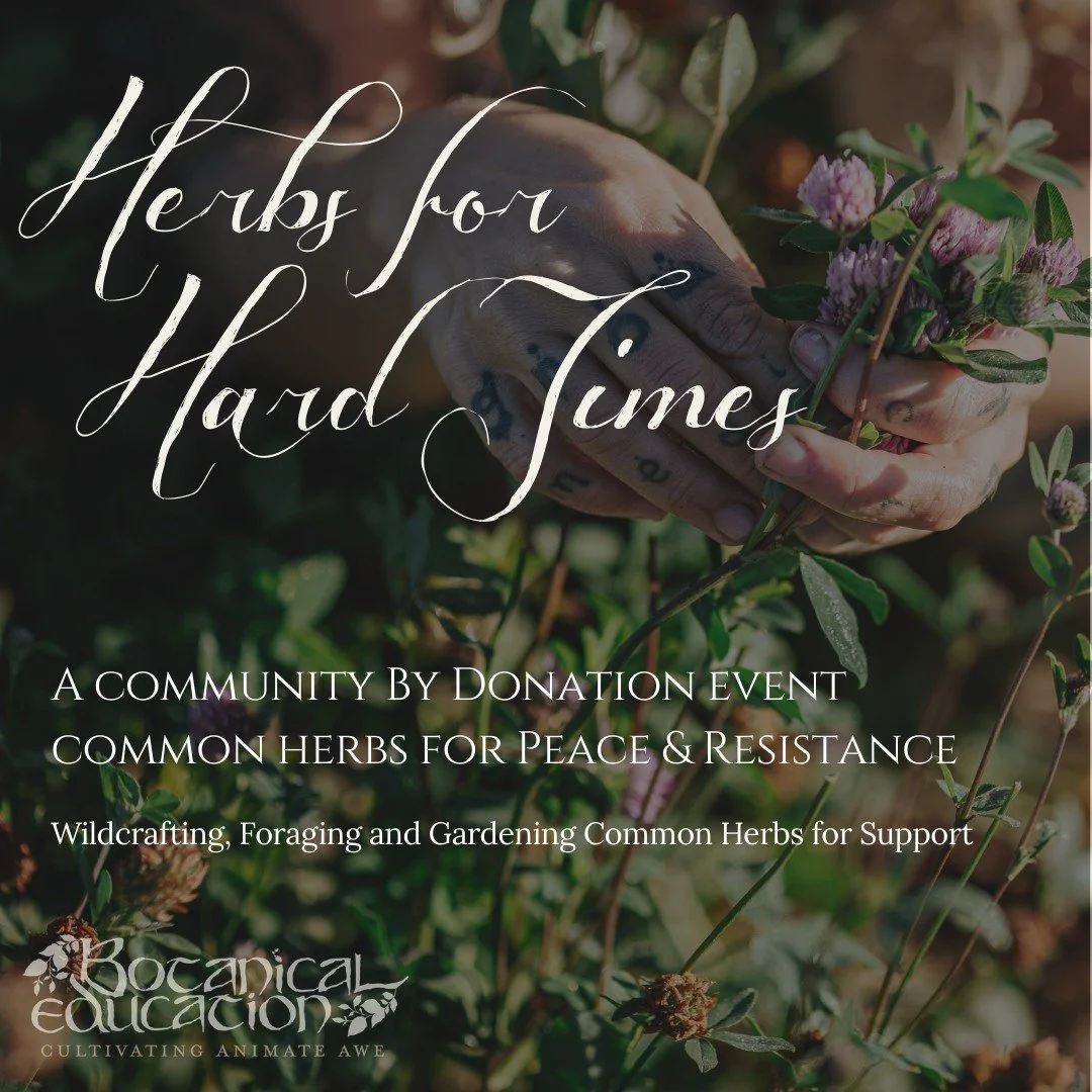 Is Herbalism Relevant? 

Herbs for Hard Times 
Common Herbs for Peace &amp; Resistance 
A Community By Donation Online Event - Proceeds go to Herbalists without Borders 
Mon 6th April 2026 - 10am (AEST Melbourne, Sydney, Canberra)

Find out how herba