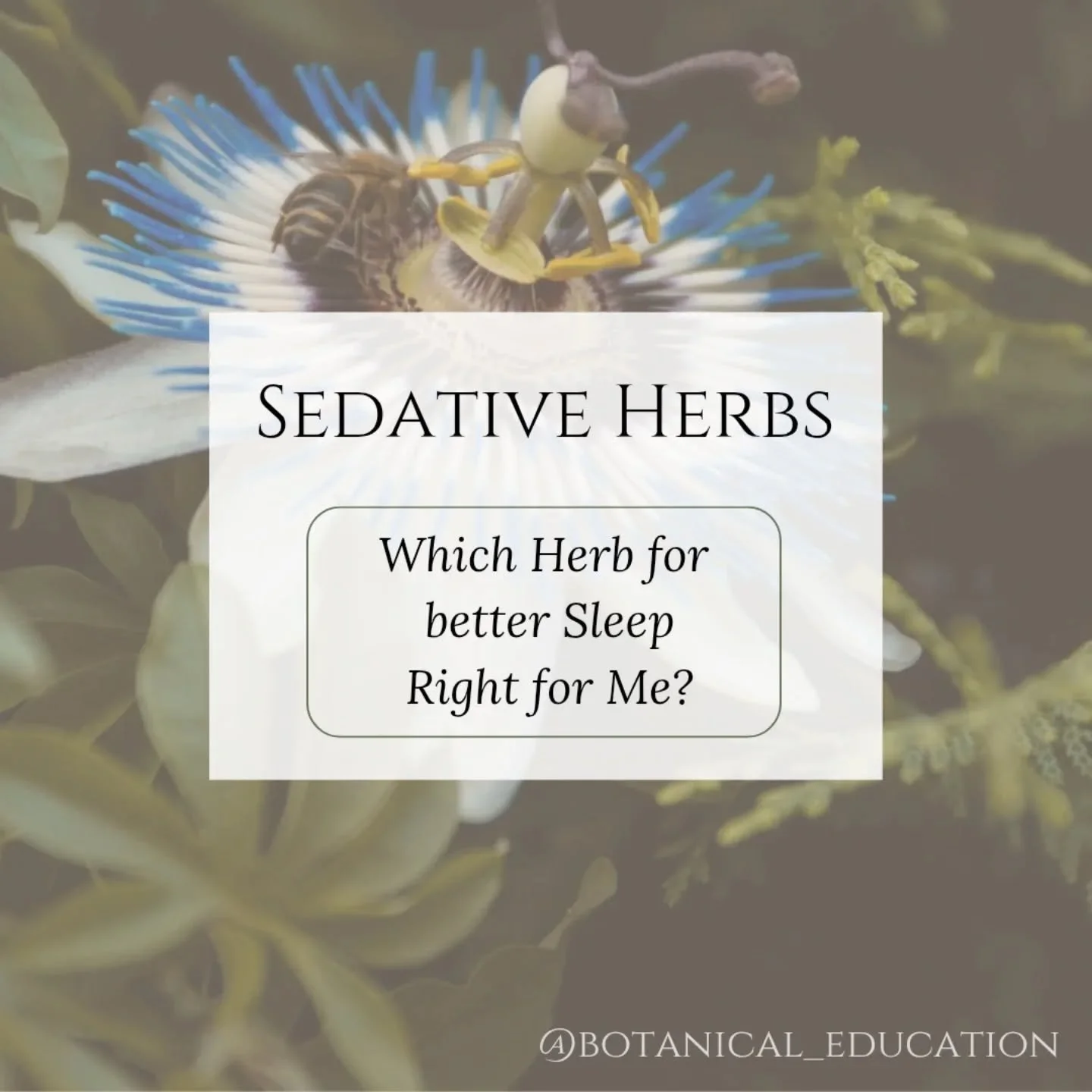 Cant Sleep?

Which Herb for Sleep/Sedation is the right herb for you?

One thing that frustrates me as a Herbalist is when people recommend a herb without considering the particular constituents and the nuanced mechanisms they hold, the synergistic e