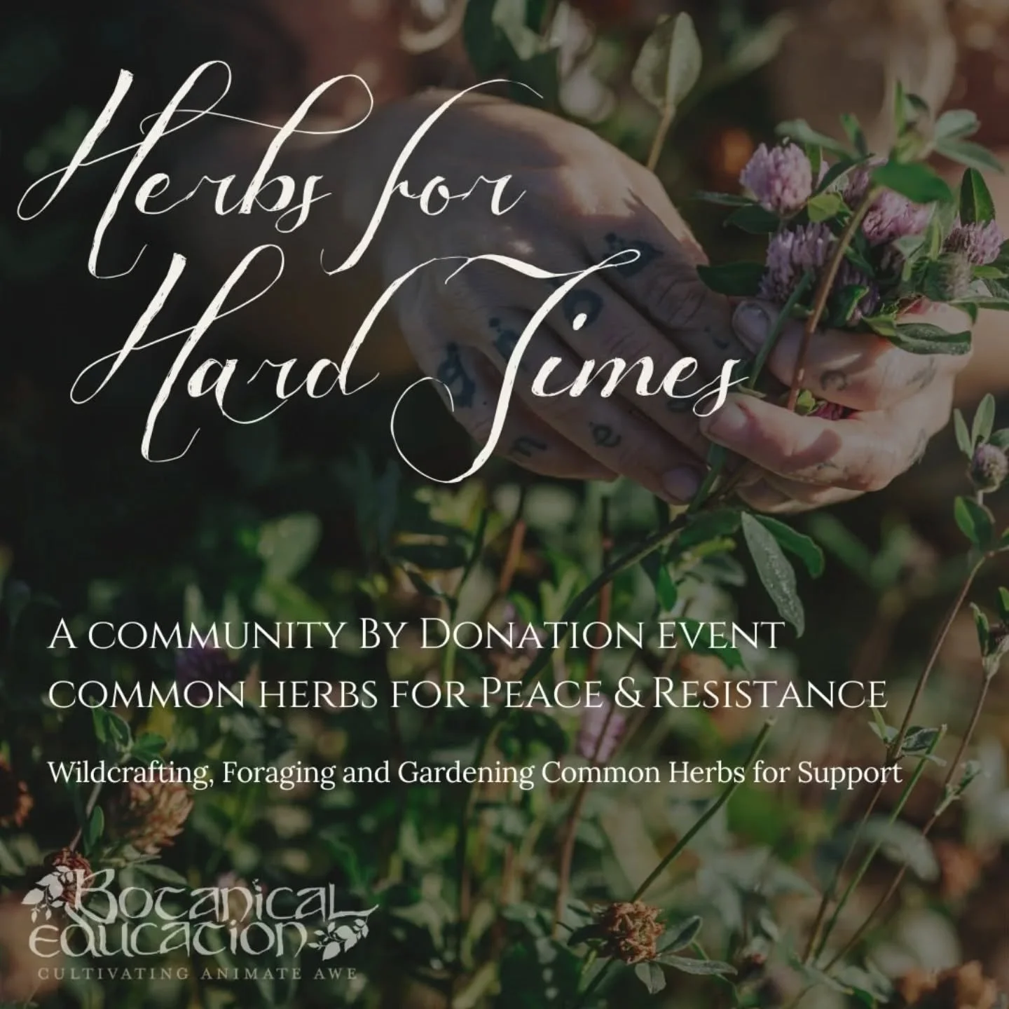 Is Herbalism Relevant? 

Herbs for Hard Times 
Common Herbs for Peace &amp; Resistance 
A Community By Donation Online Event - Proceeds go to Herbalists without Borders 

Thurs 7th May 2026 - 10am (AEST Melbourne, Sydney, Canberra)

Find out how herb