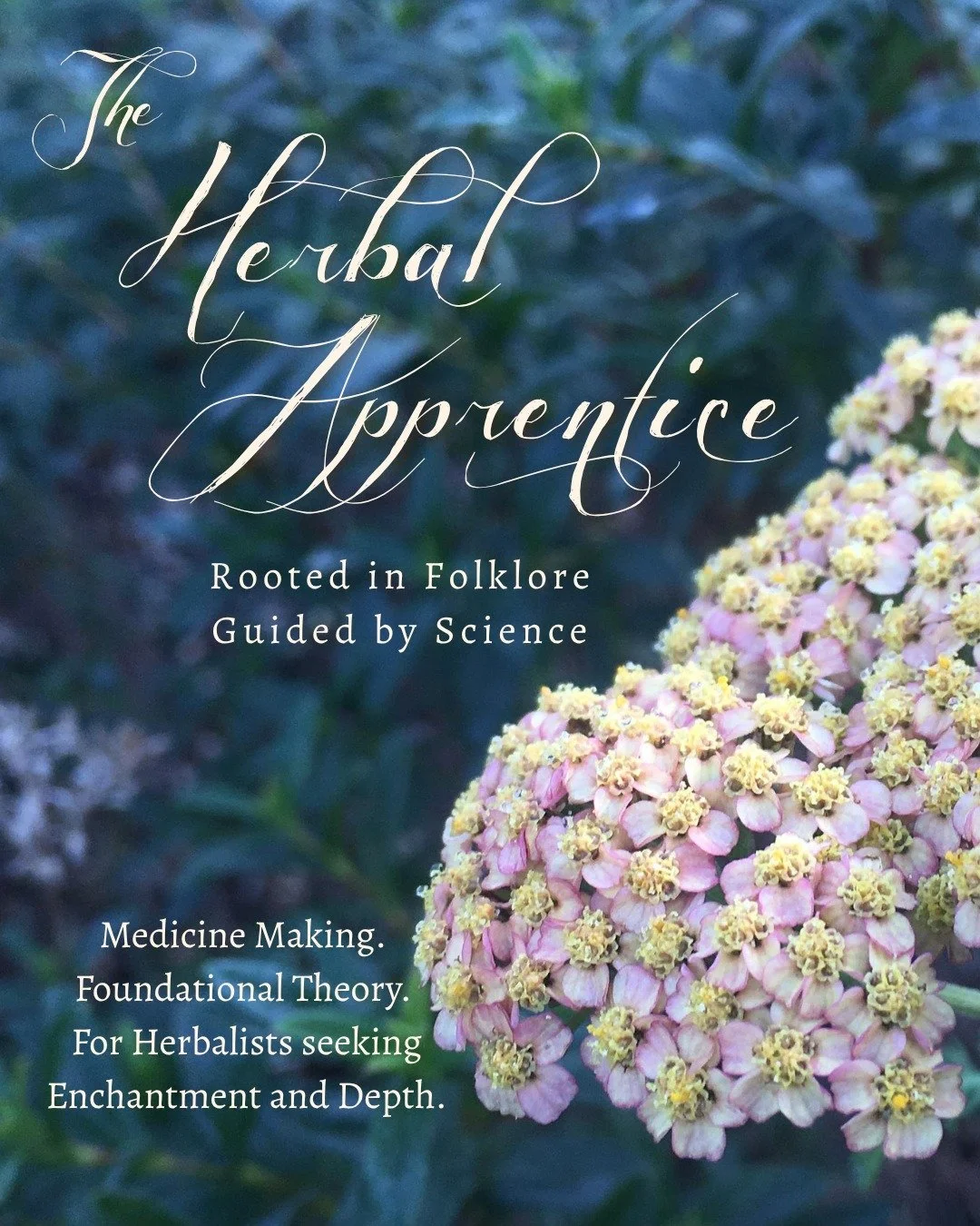 Stop Rote Learning 🤮

The Herbal Apprentice Online - Doors Open June 21st 

You've got the herb books, 
You've got the recipes,
And, you still don't know what you are doing. 

One thing I can't stand is when Herbalists explain what to do, but not ho