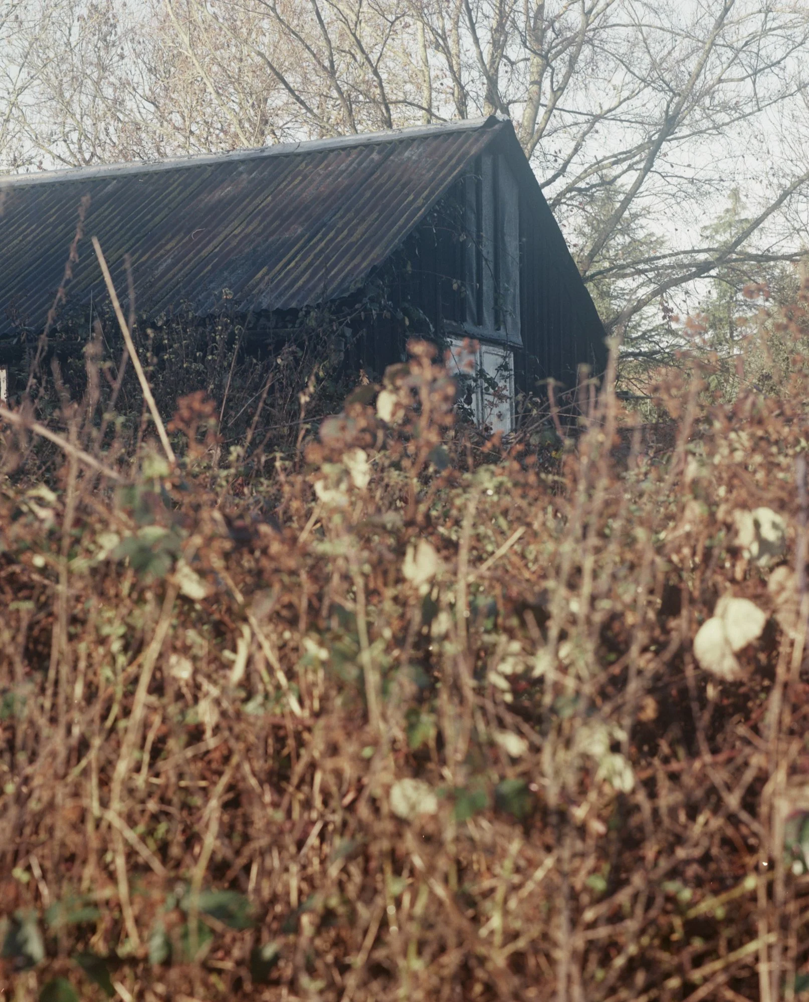 An old black shed with a corrugated metal roof surrounded by dry, overgrown bushes and trees in the background.