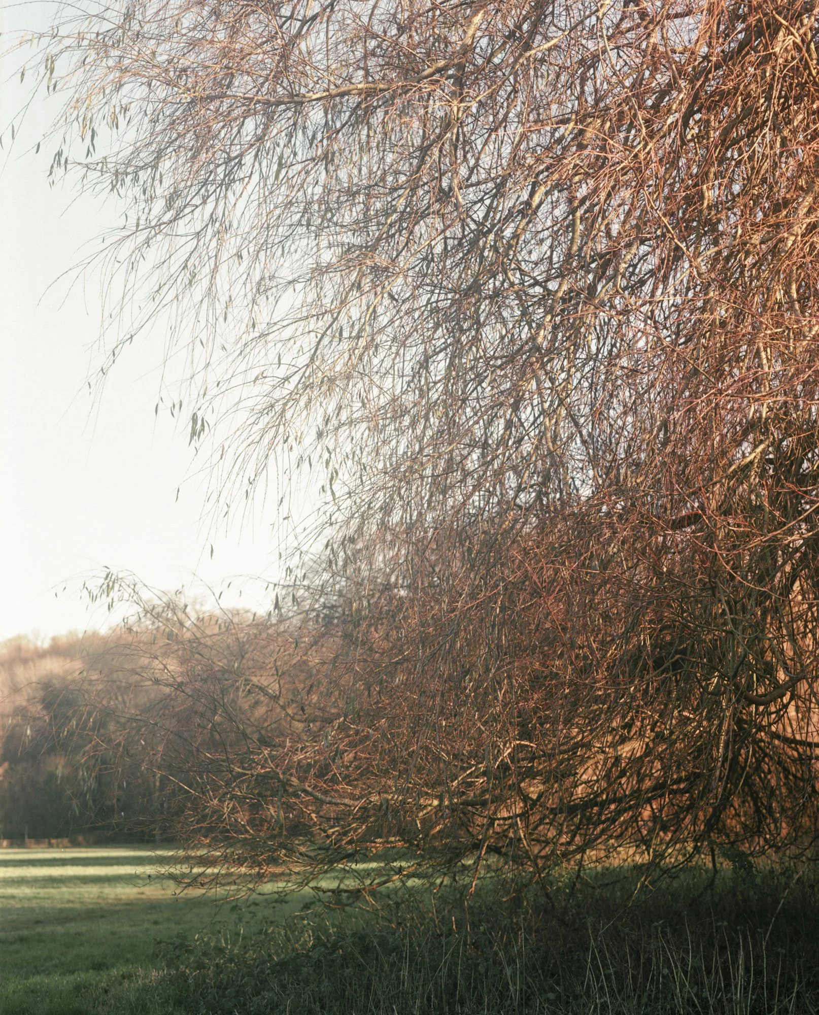 A large tree with softly illuminated leafless branches extending over a grassy field during sunset.