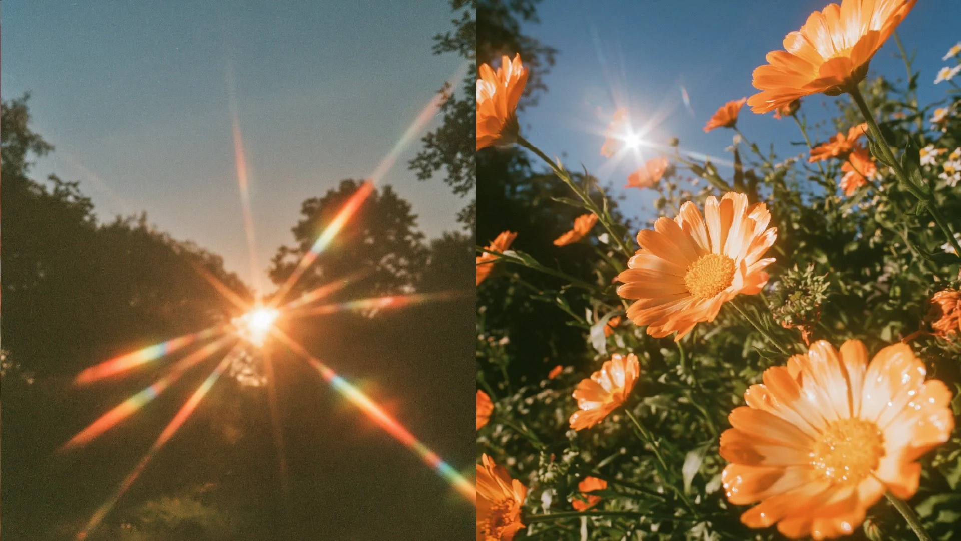 destello-flores.jpg