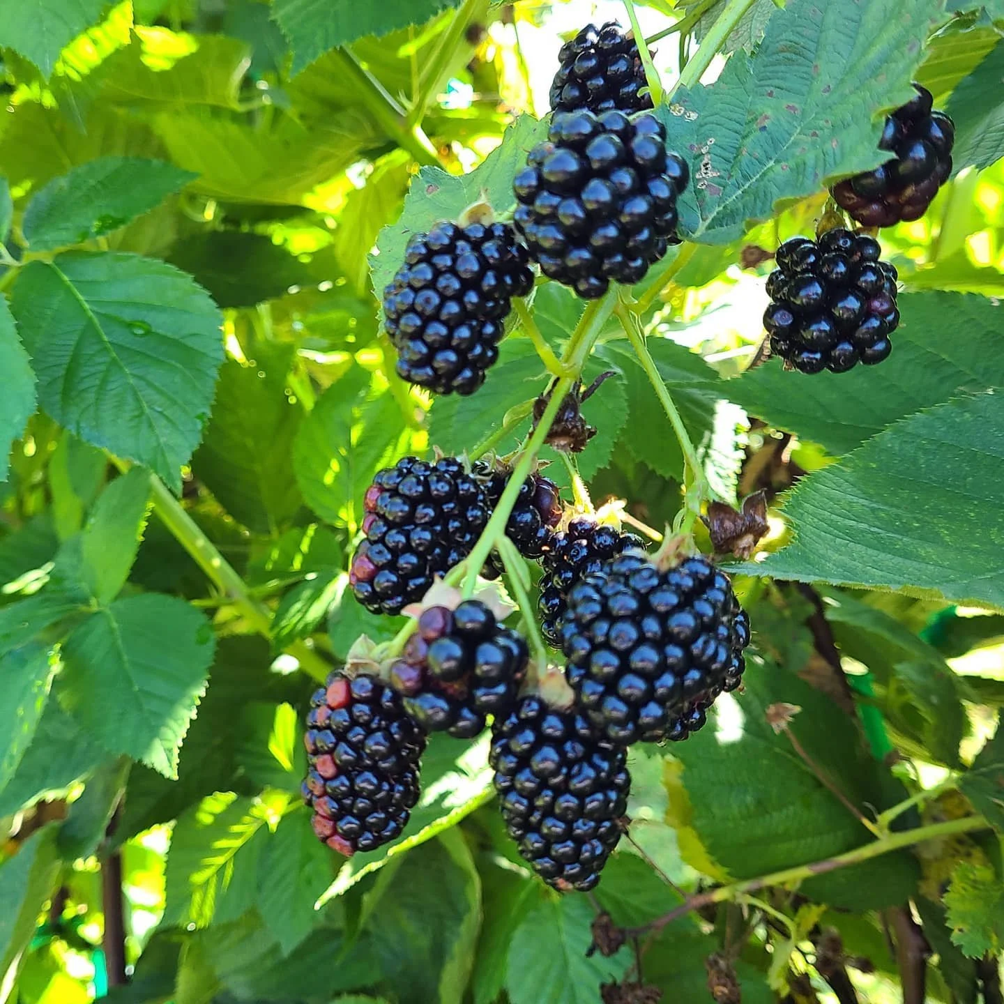 Blackberries — Porter Farms and Nursery