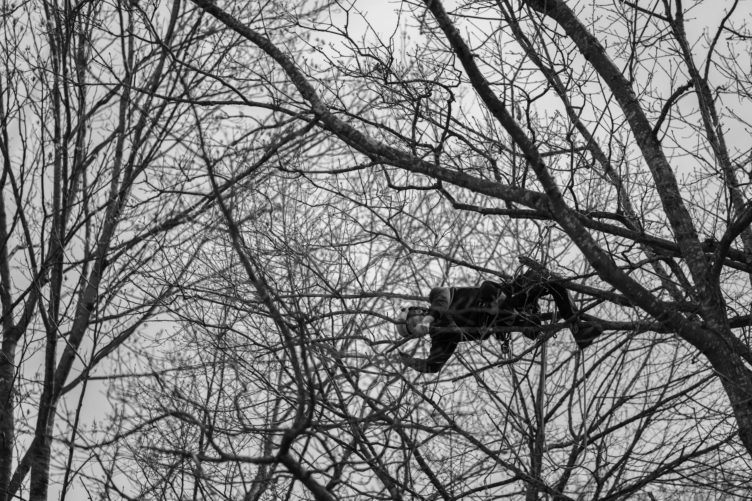 SHERWOOD TREE CARE_DAY2_48.jpg