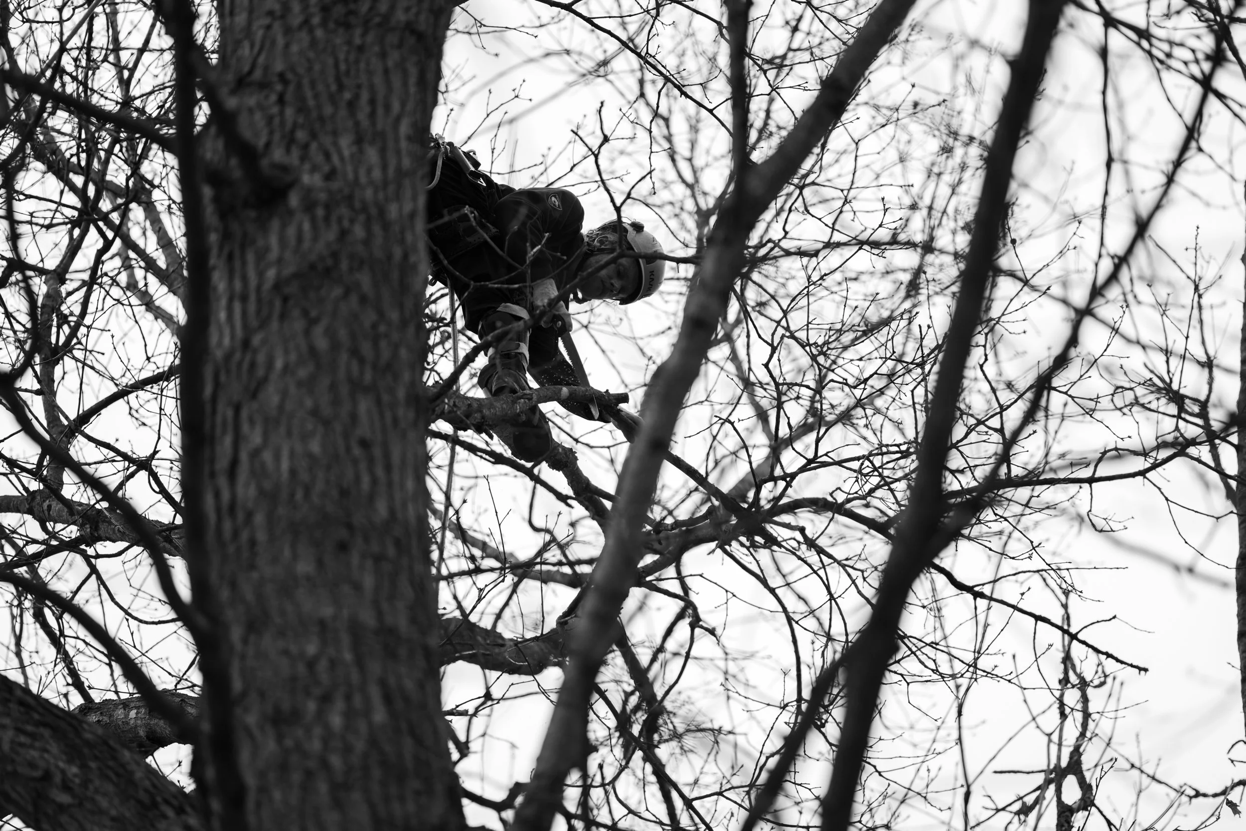 SHERWOOD TREE CARE_DAY2_29.jpg