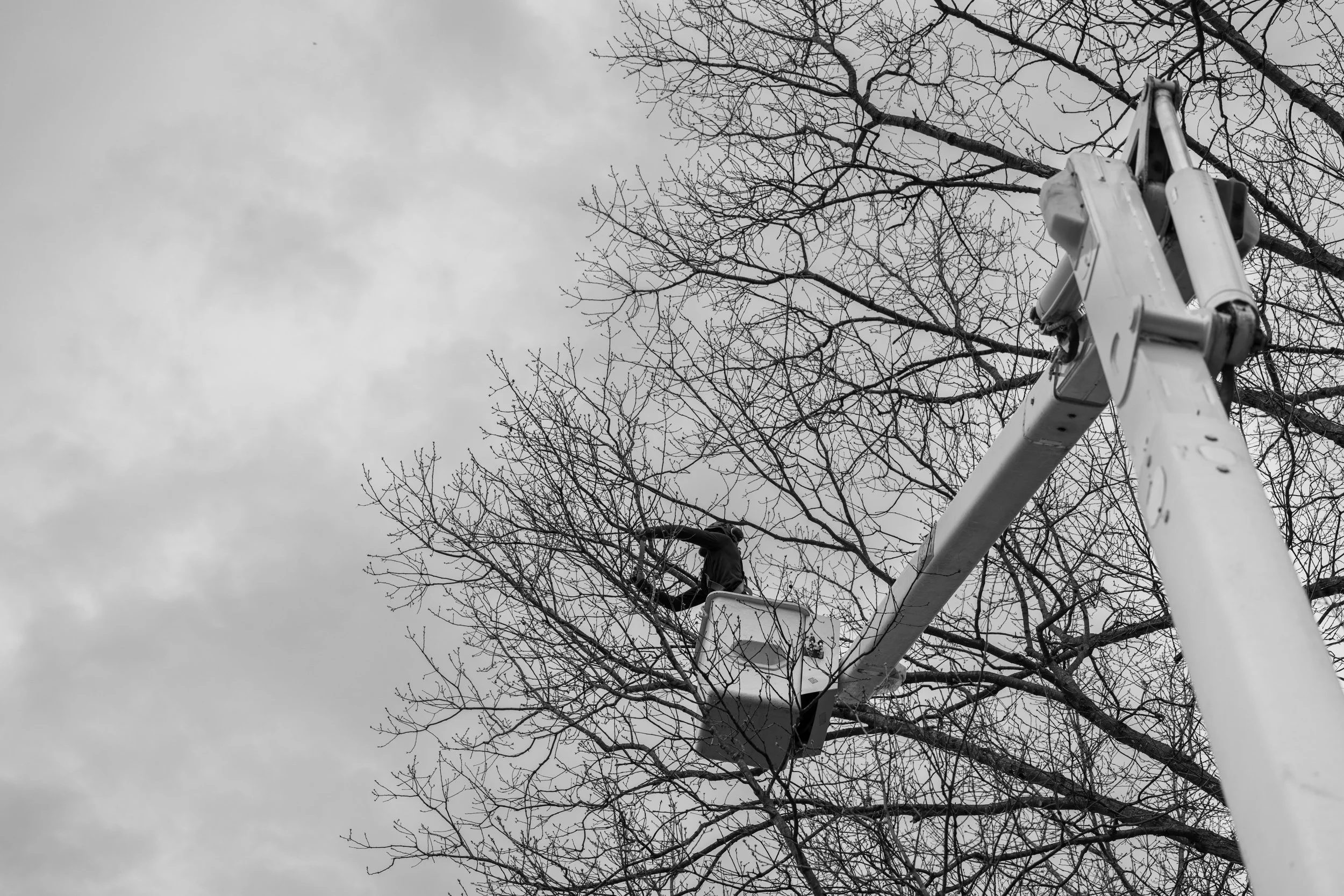 SHERWOOD TREE CARE_DAY2_7.jpg