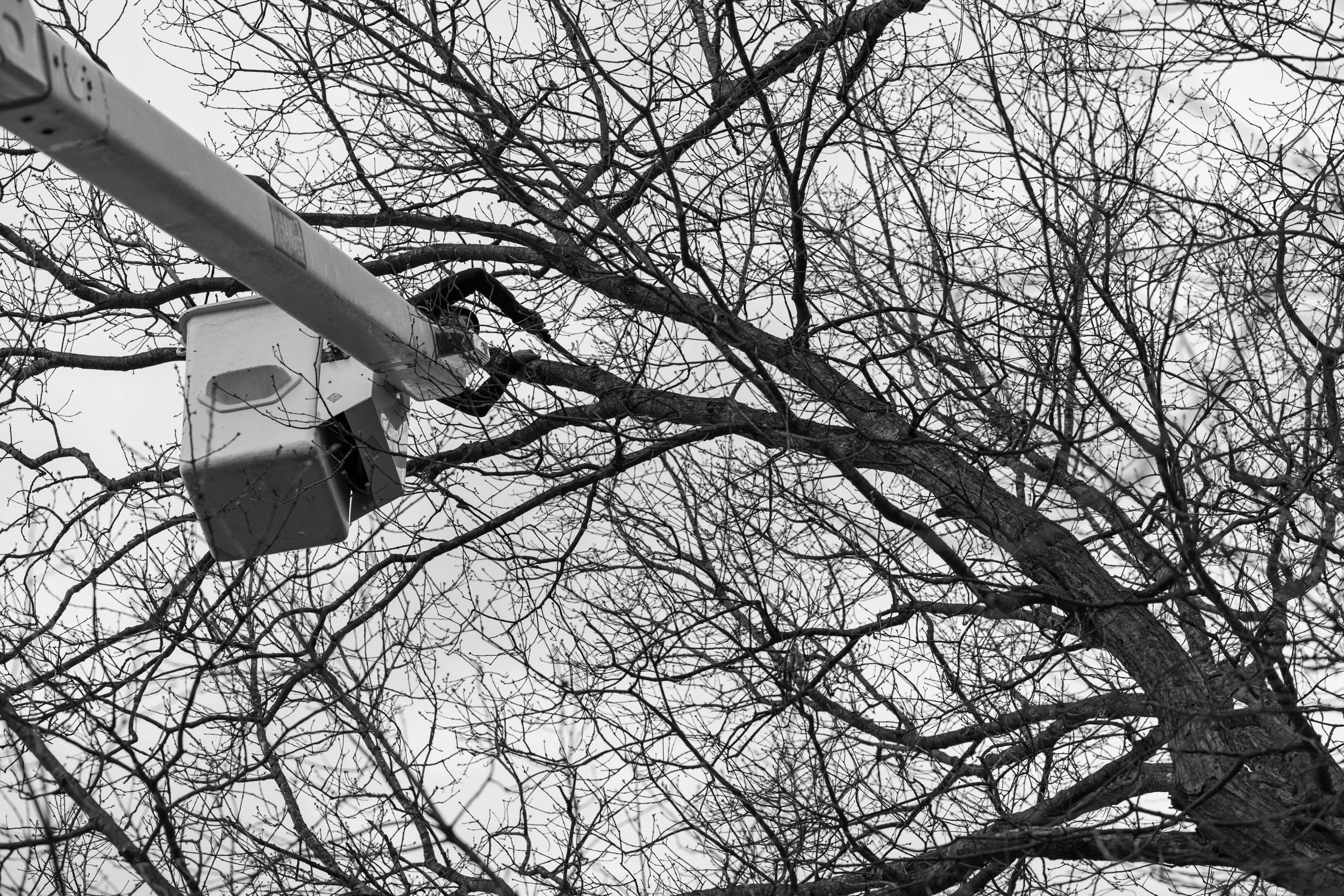 SHERWOOD TREE CARE_DAY2_5.jpg