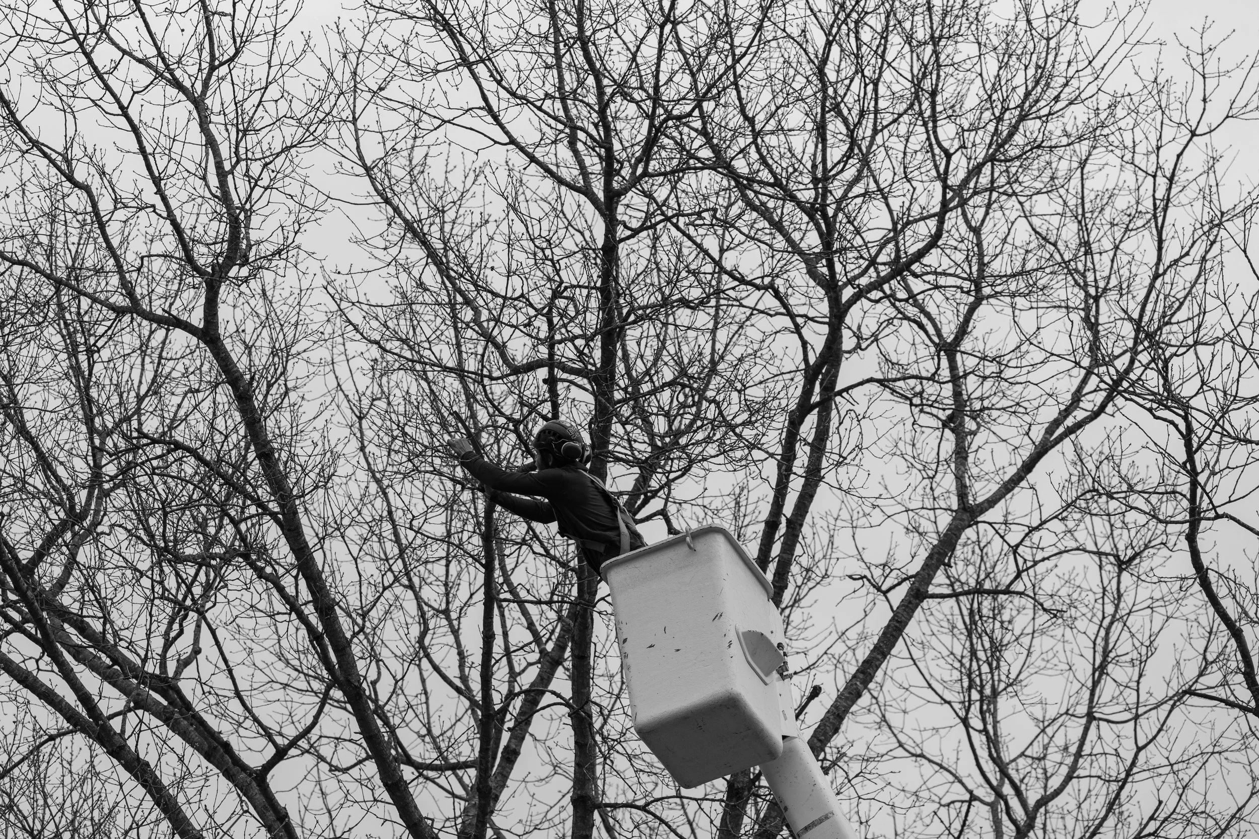 SHERWOOD TREE CARE_DAY2_1.jpg