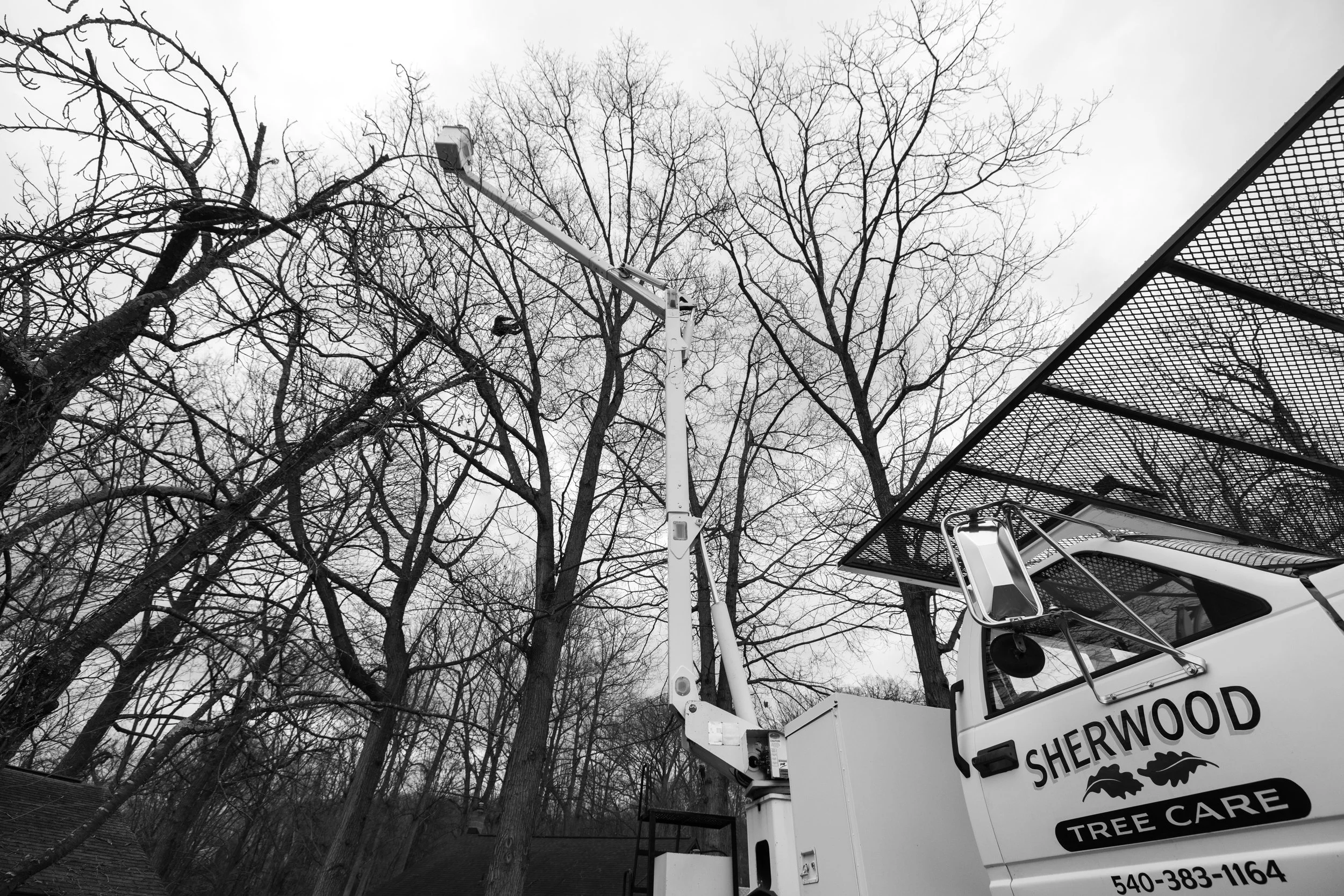 SHERWOOD TREE CARE_DAY2_24.jpg